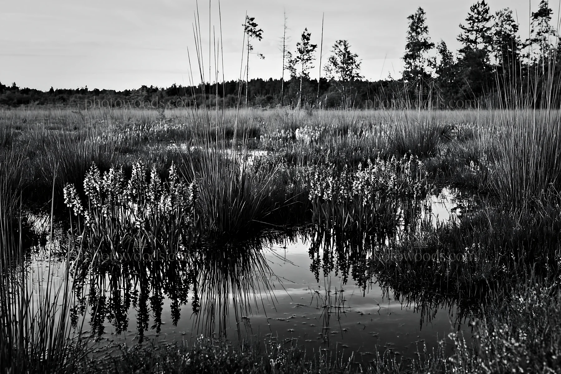 Black and white wild orchid meadow with reflections in calm water - AI-generated stock image