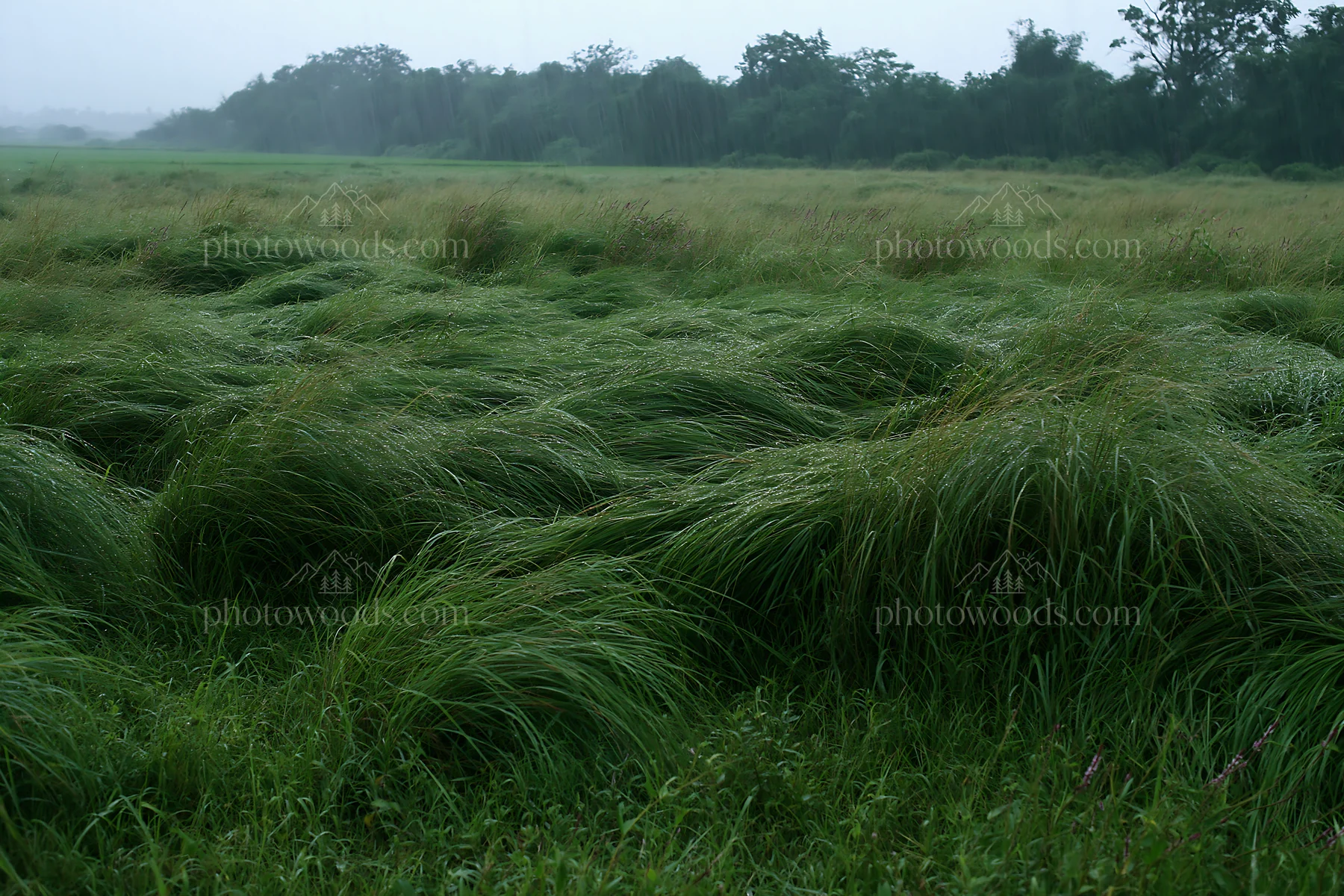 Kochi monsoon meadow rain beaded grasses in a lush landscape - AI-generated stock image