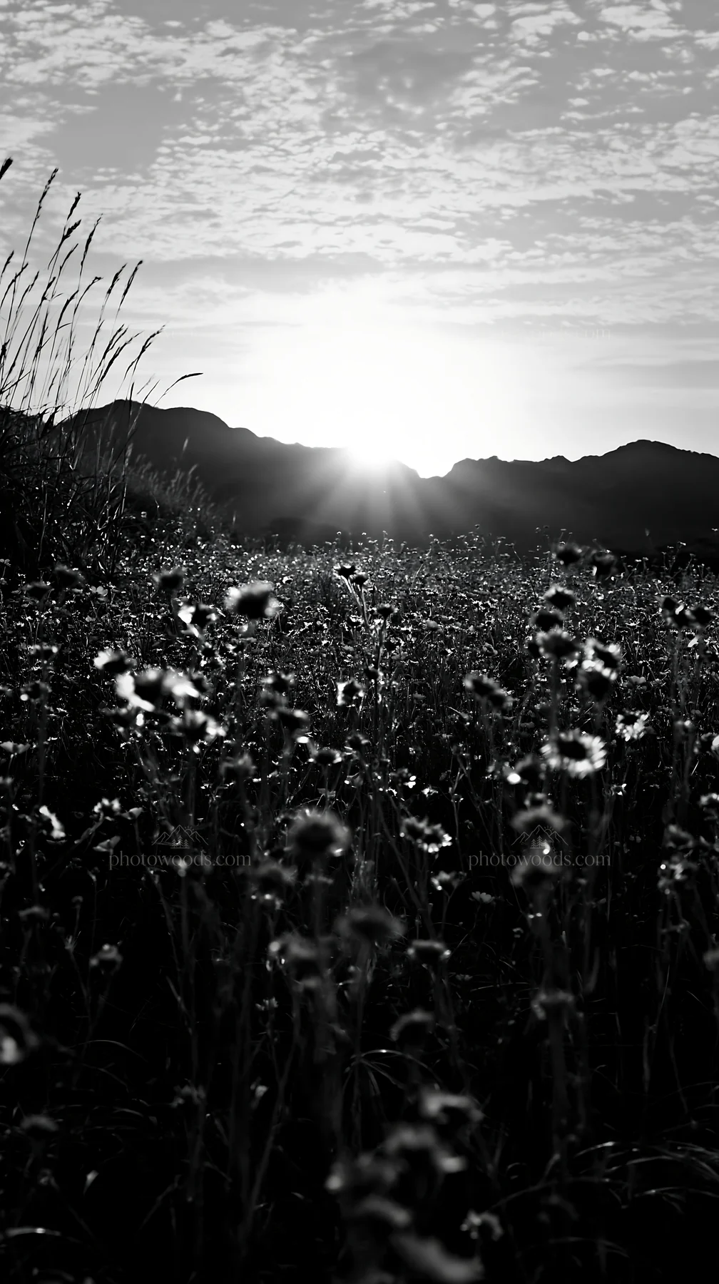 Golden meadow in Okayama at sunset with seedheads in focus - AI-generated stock image