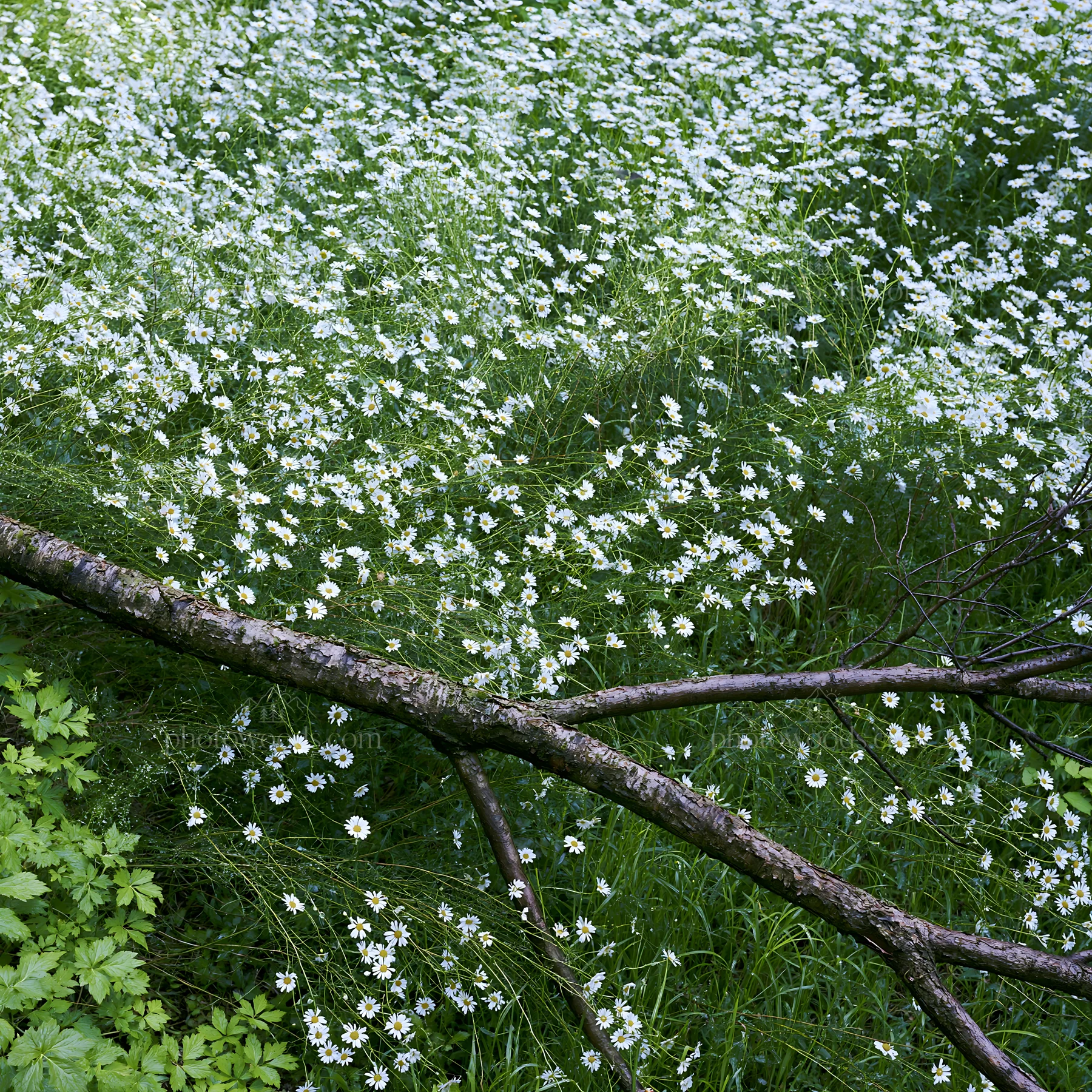 Yamagata rewilded meadow fallen branch in the foreground - AI-generated stock image