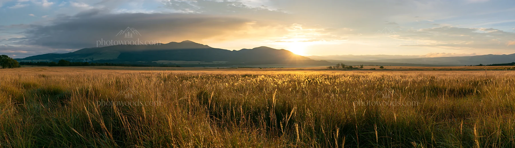 Miyazaki sunrise over meadow with dew-covered sedges - AI-generated stock image