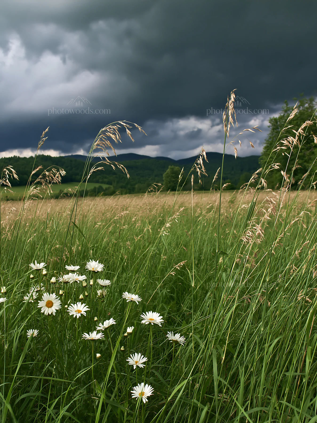 Tall grass meadow with daisies under a cloudy sky - AI-generated stock image