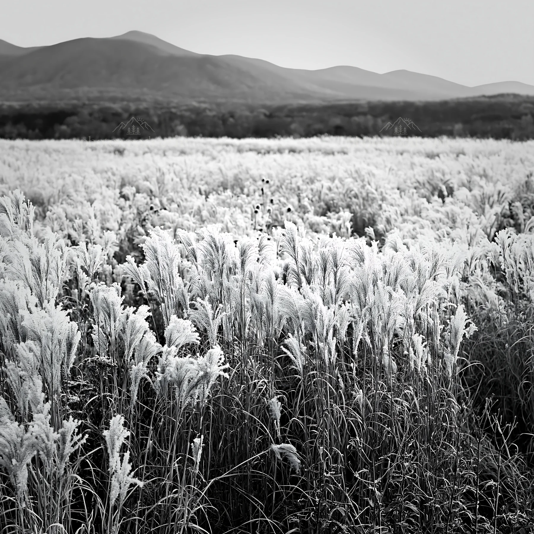 Black and white climate-resilient Hokkaido silver grass meadow seedheads in frost - AI-generated stock image