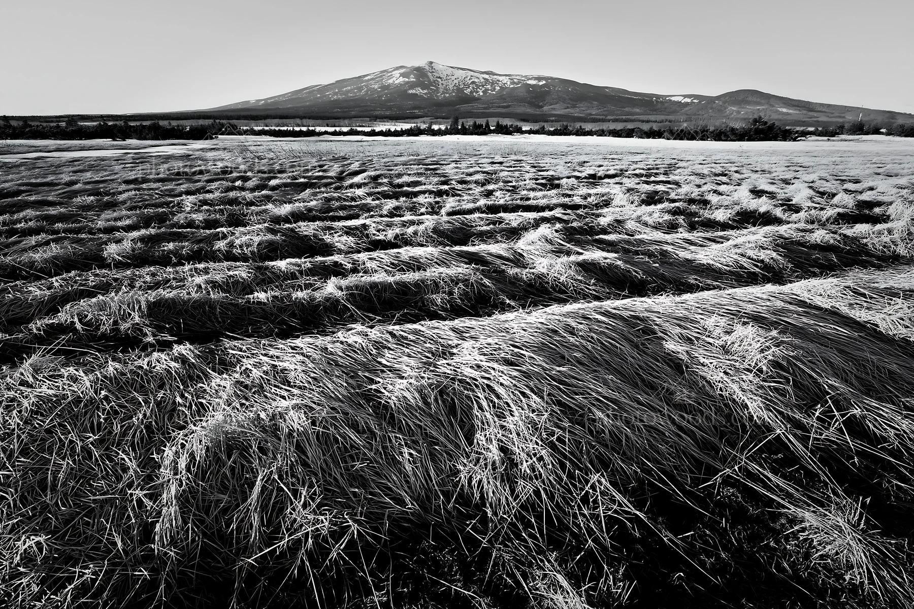 Black and white akita snowmelt meadow with silver grasses under clear sky - AI-generated stock image