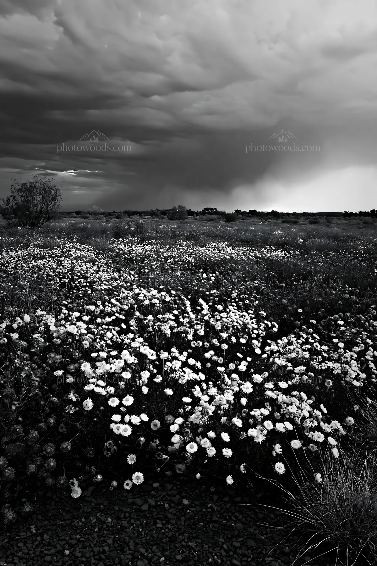 Drought-tolerant meadow with flowers under stormy skies - AI-generated stock image
