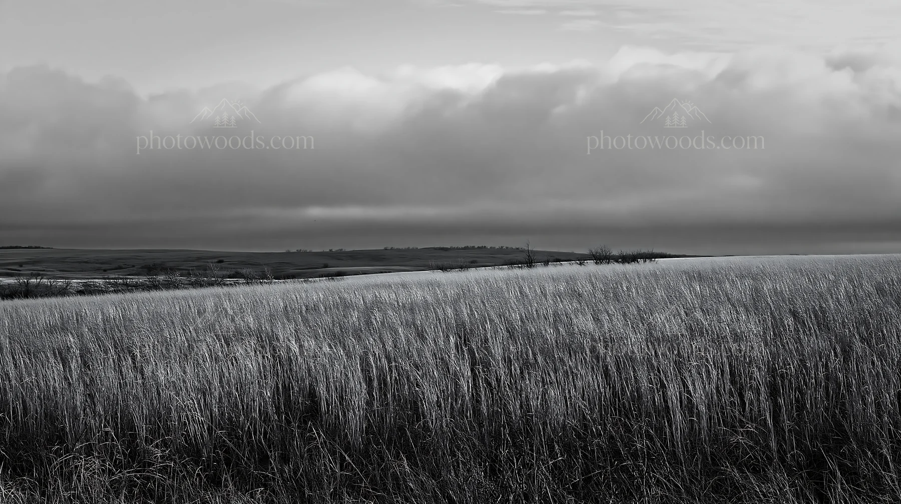 Black and white seedhead meadow with tall grass and cloudy sky - AI-generated stock image
