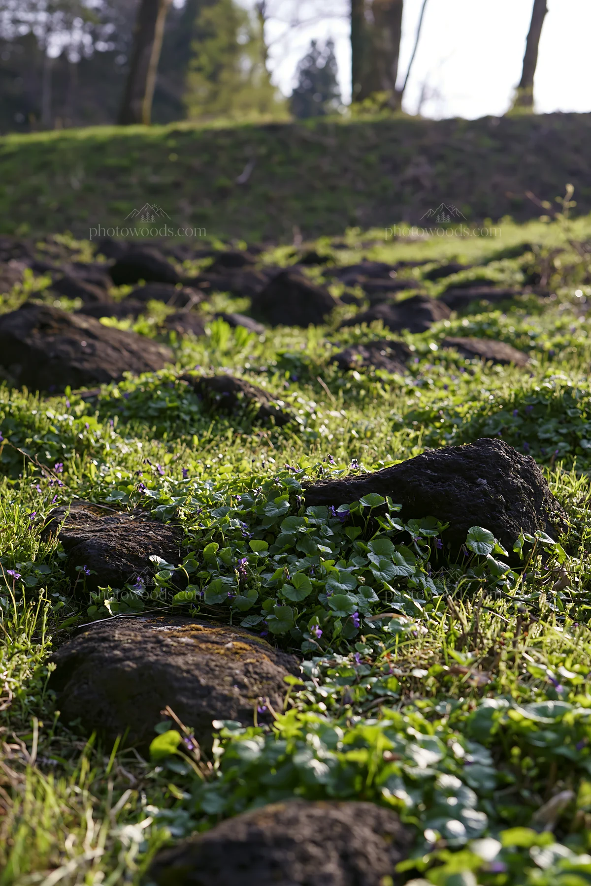 Yamanashi meadow with basalt stones and green vegetation - AI-generated stock image