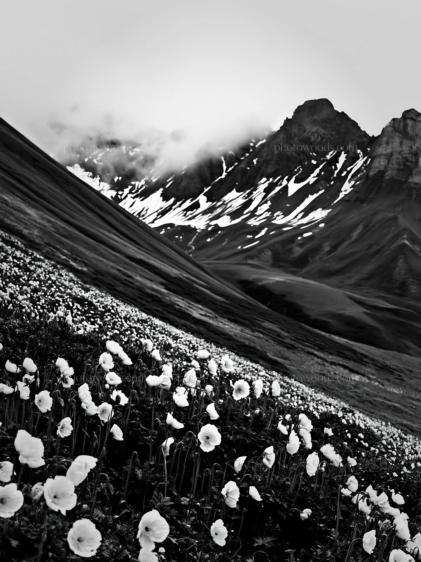 Swiss alpine poppy meadow with mountains and snow - AI-generated stock image