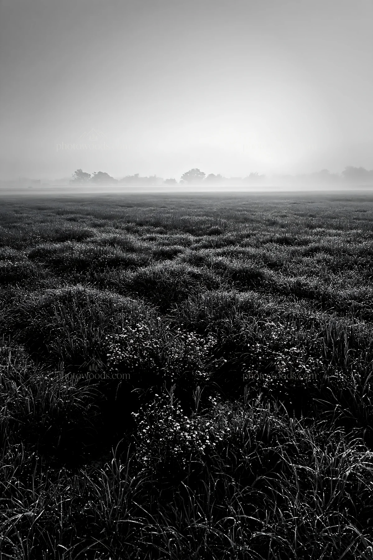 Meadow dew in Niigata floodplain restoration area - AI-generated stock image