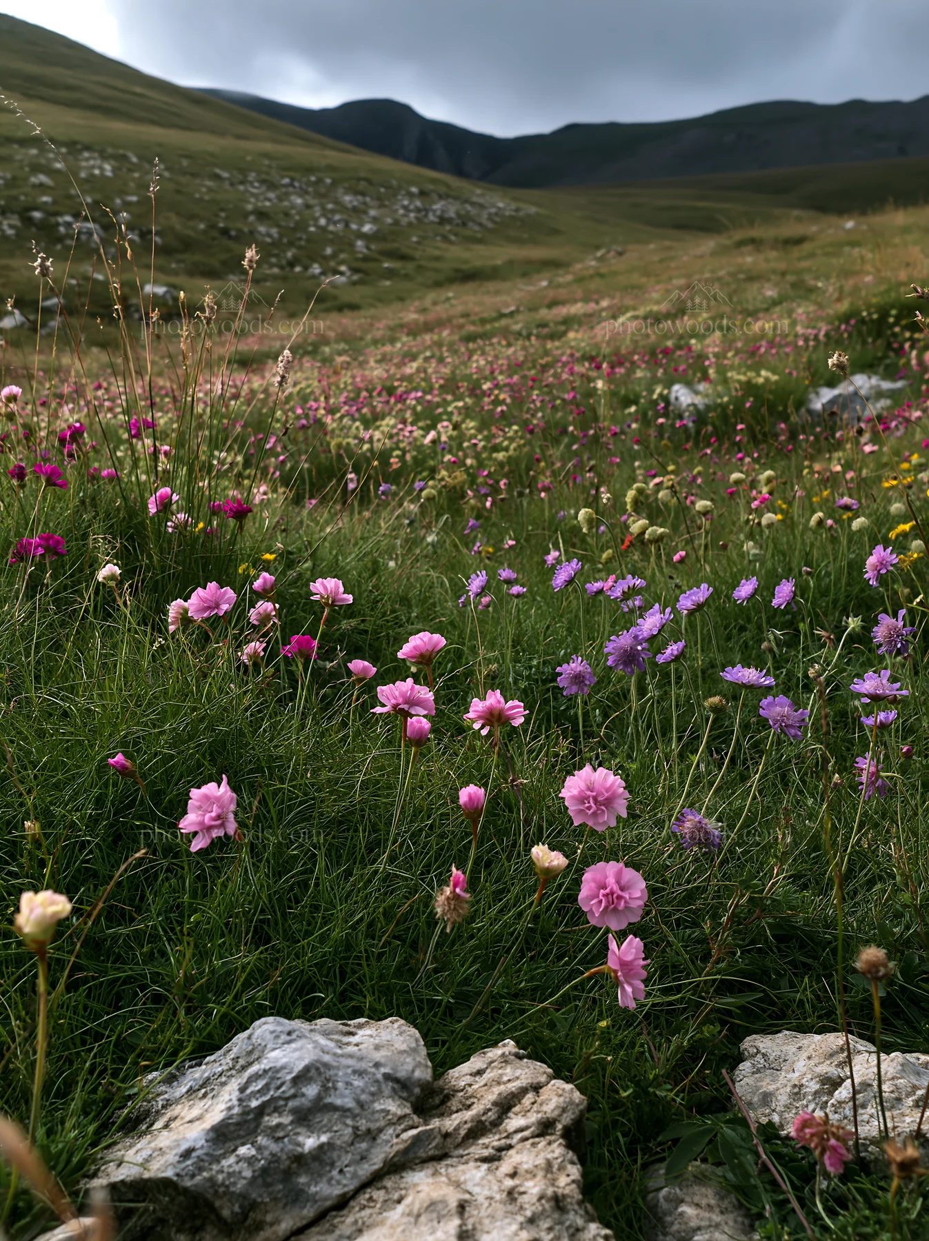 Cloudy rockrose meadow with flowers in a natural landscape - AI-generated stock image