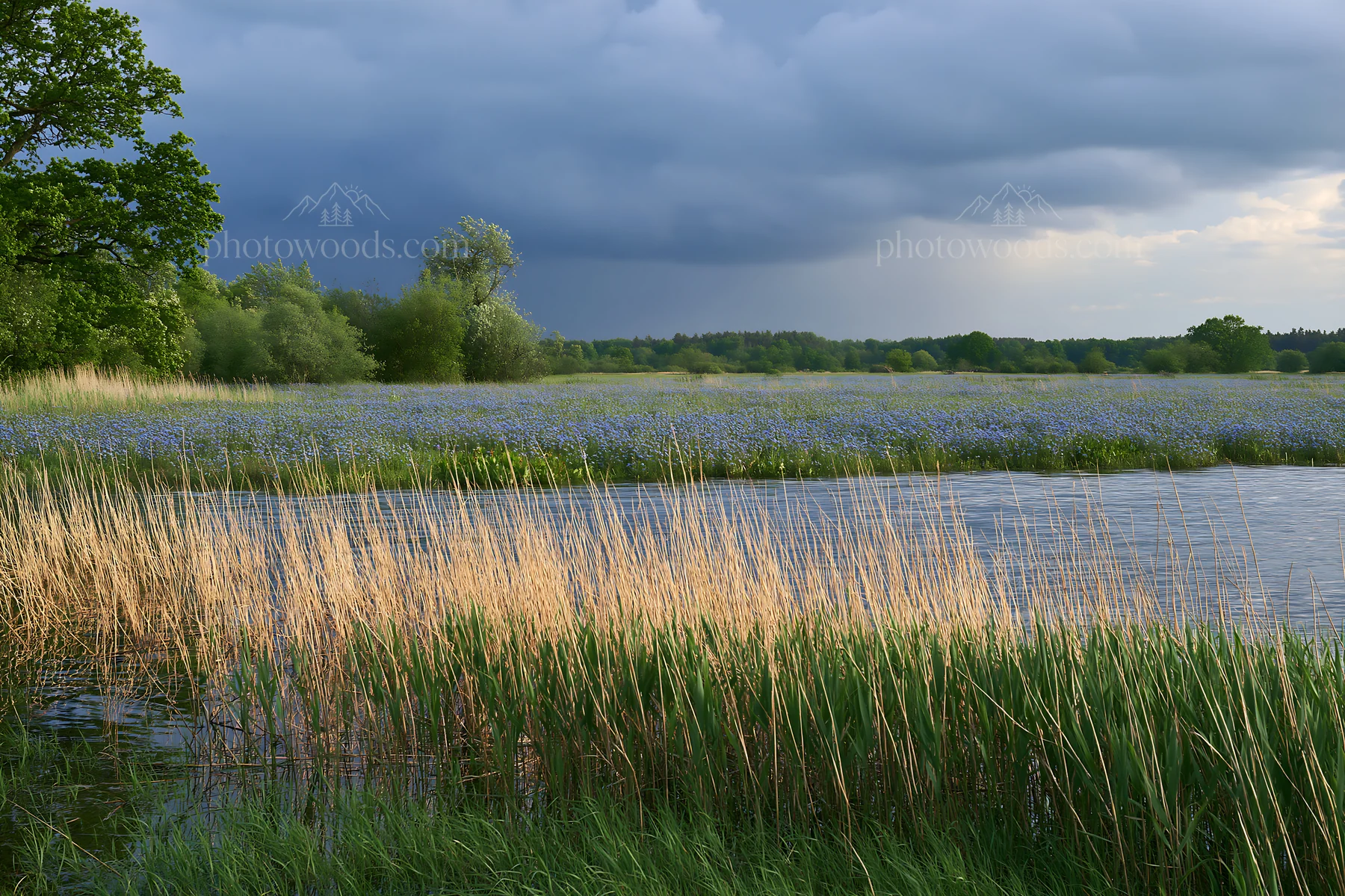 Saga floodplain meadow with reeds and blue flowers - AI-generated stock image