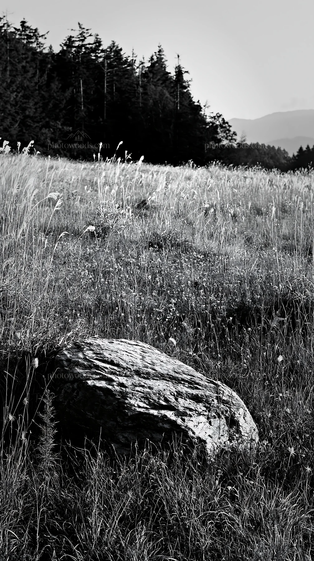 Granite boulder in Nagano drought resilient meadow - AI-generated stock image