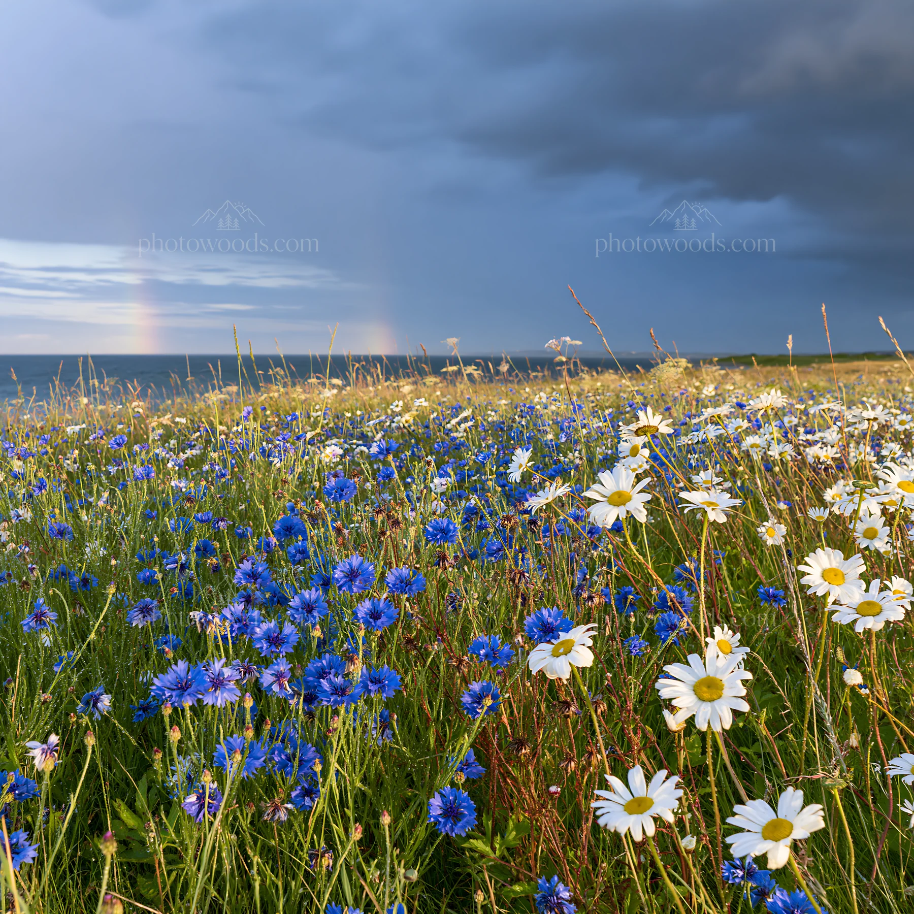Cornflower meadow website header image - AI-generated stock image