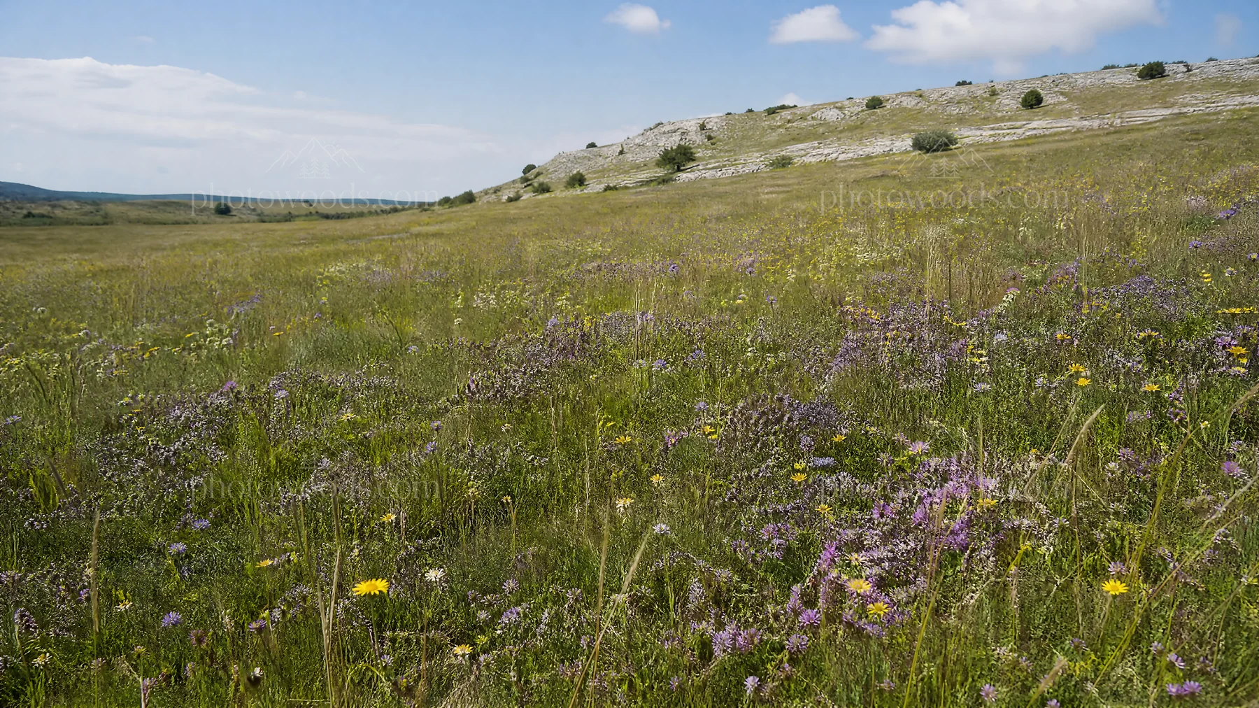 Sunny meadow with wild thyme and colorful flowers - AI-generated stock image