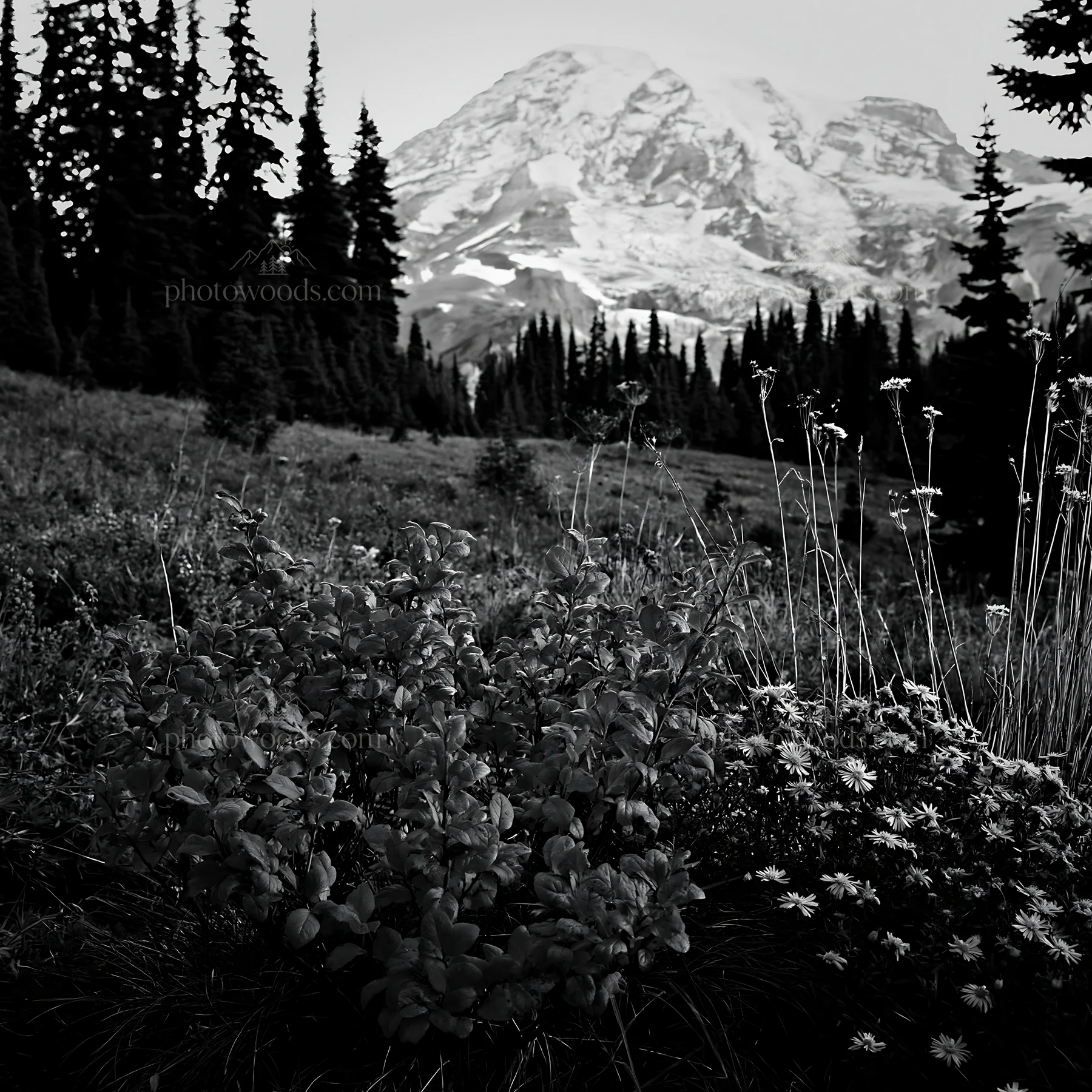 Mount Rainier wildflower meadow at sunrise - AI-generated stock image