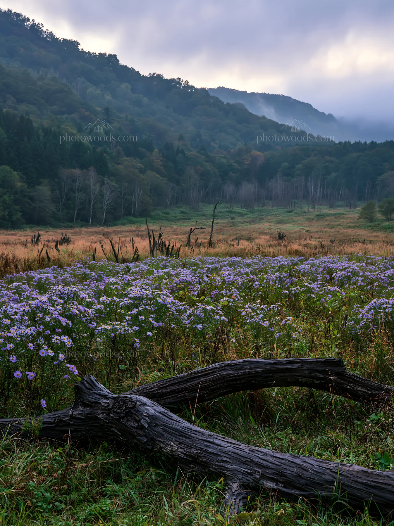 Yamagata rewilded meadow fallen branch foreground - AI-generated stock image