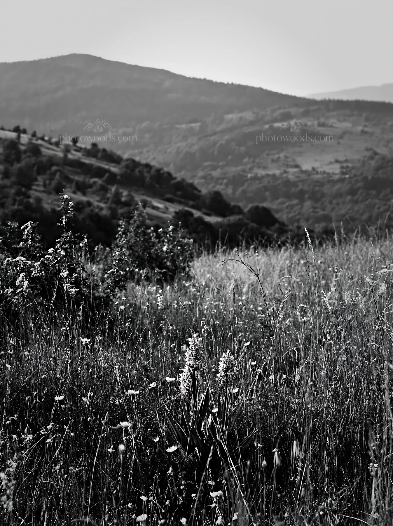 Regenerative meadow in black and white landscape view - AI-generated stock image