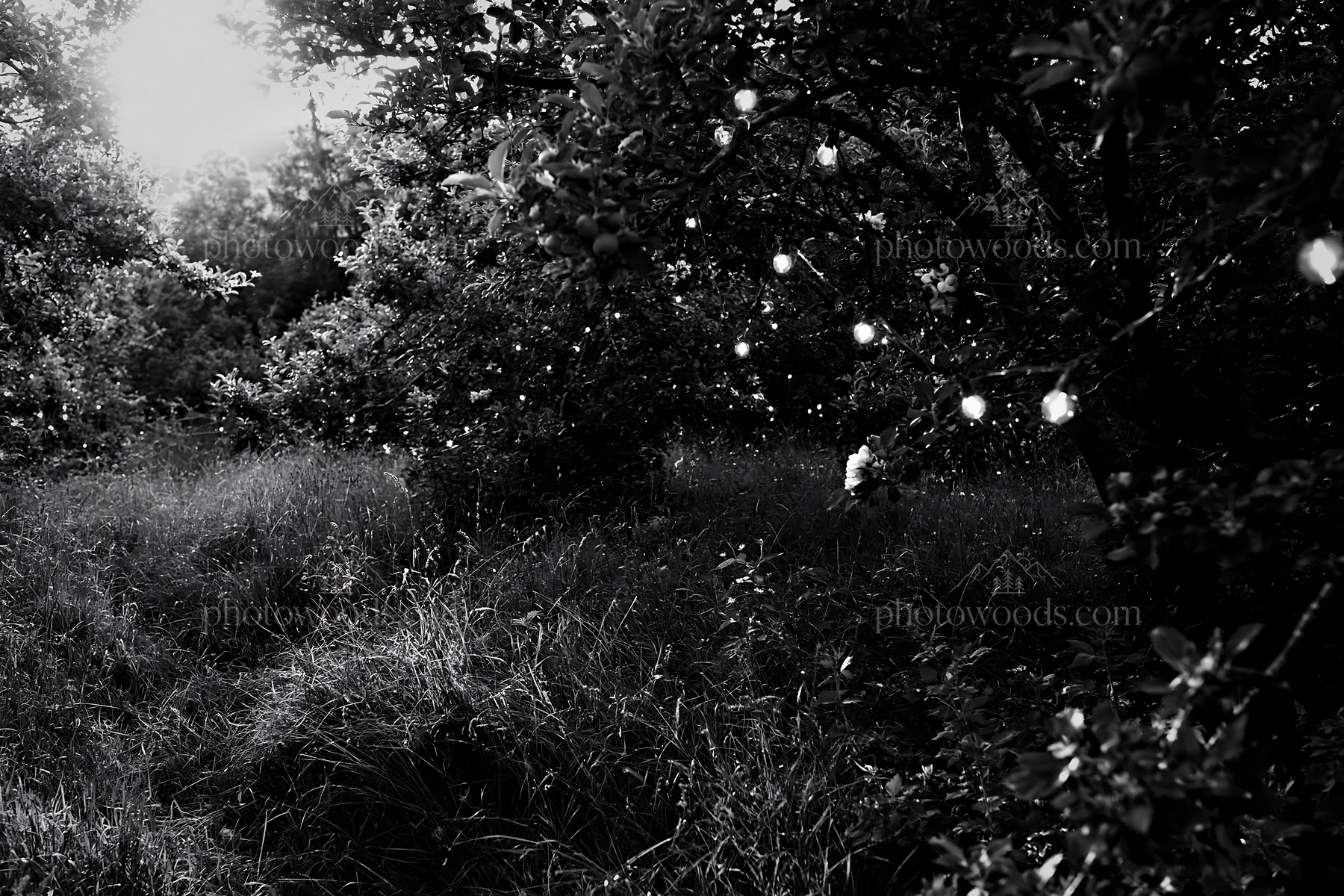 Apple trees with garlands in a meadow during Christmas - AI-generated stock image