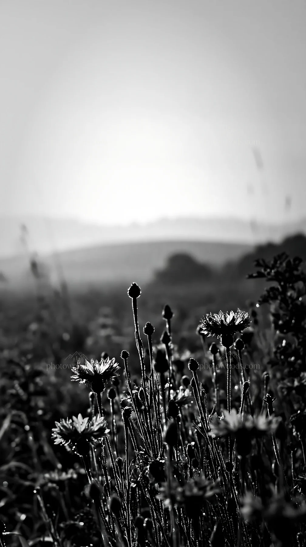 Cornflower meadow at sunrise with distant hills in background - AI-generated stock image