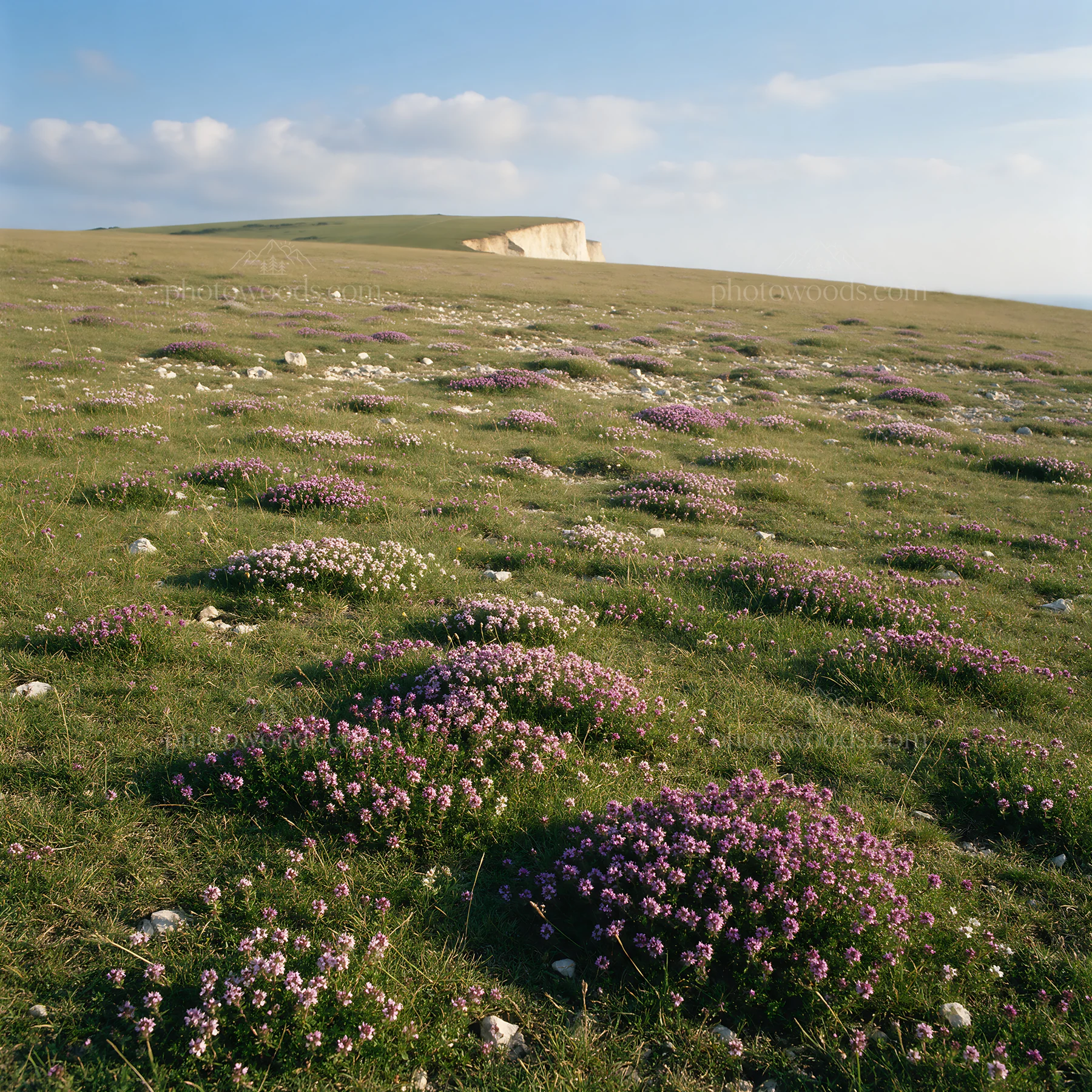Sunny meadow with wild thyme in bright daylight - AI-generated stock image