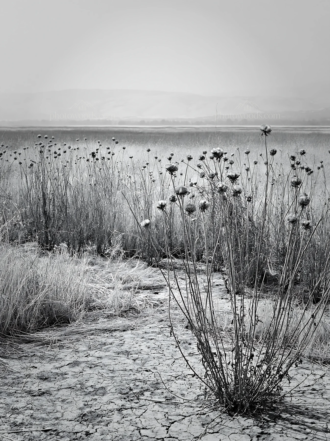 Black and white drought-tolerant meadow with dry plants in vast landscape - AI-generated stock image