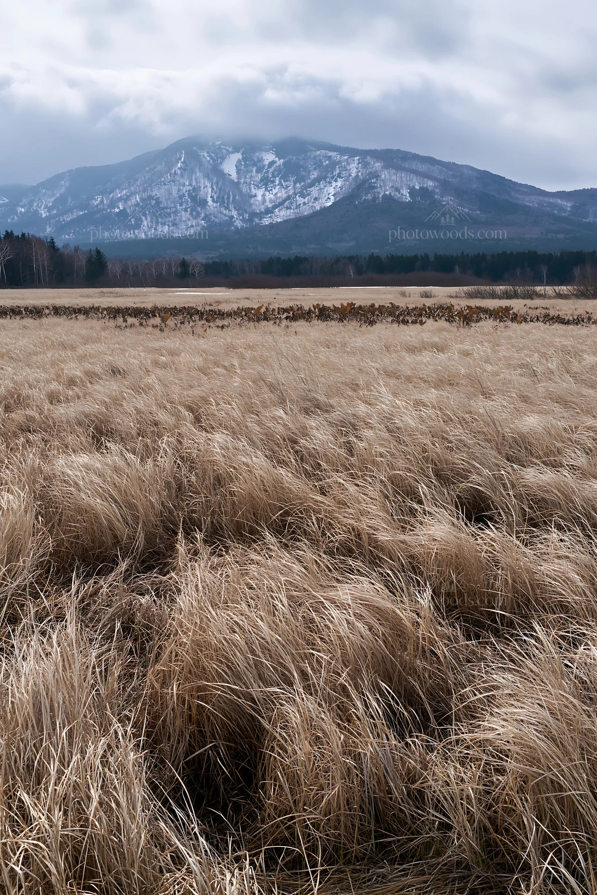 Akita snowmelt meadow with silver grasses in winter - AI-generated stock image