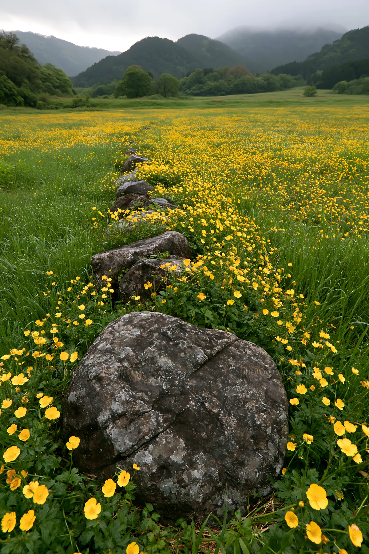 Kyoto spring wildflower meadow features stones in foreground - AI-generated stock image