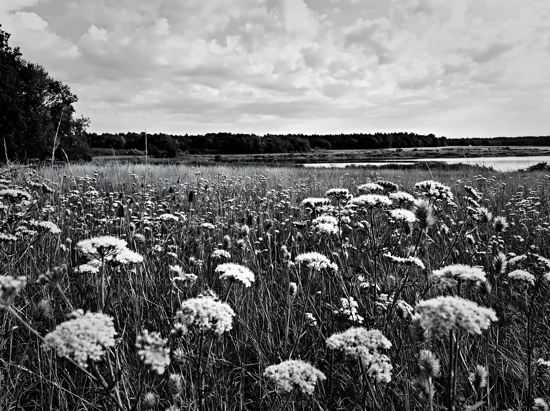Black and white german lakeside meadow with flowers and clouds in the sky - AI-generated stock image