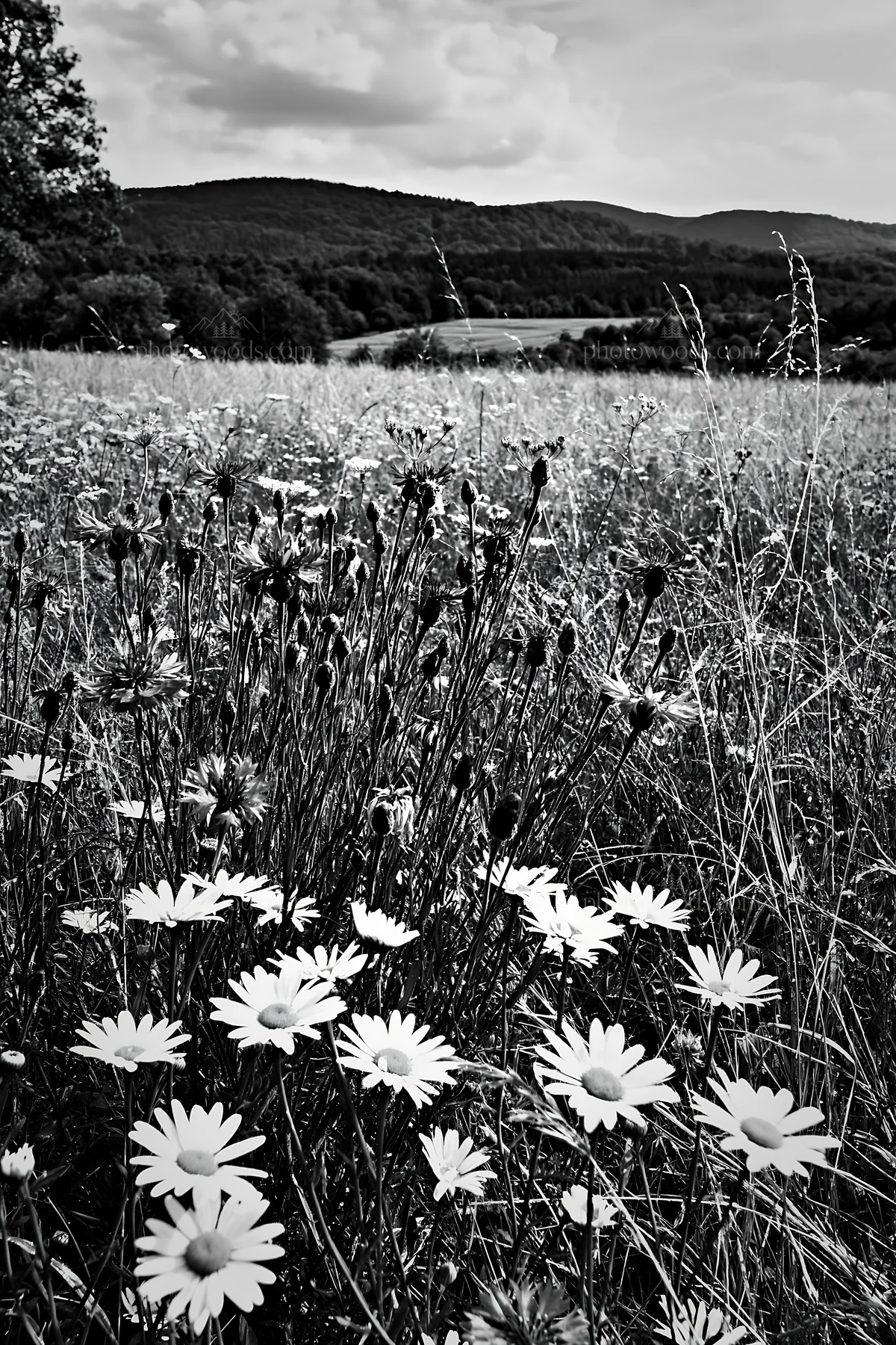 Meadow flowers in the German foothills under cloudy skies - AI-generated stock image