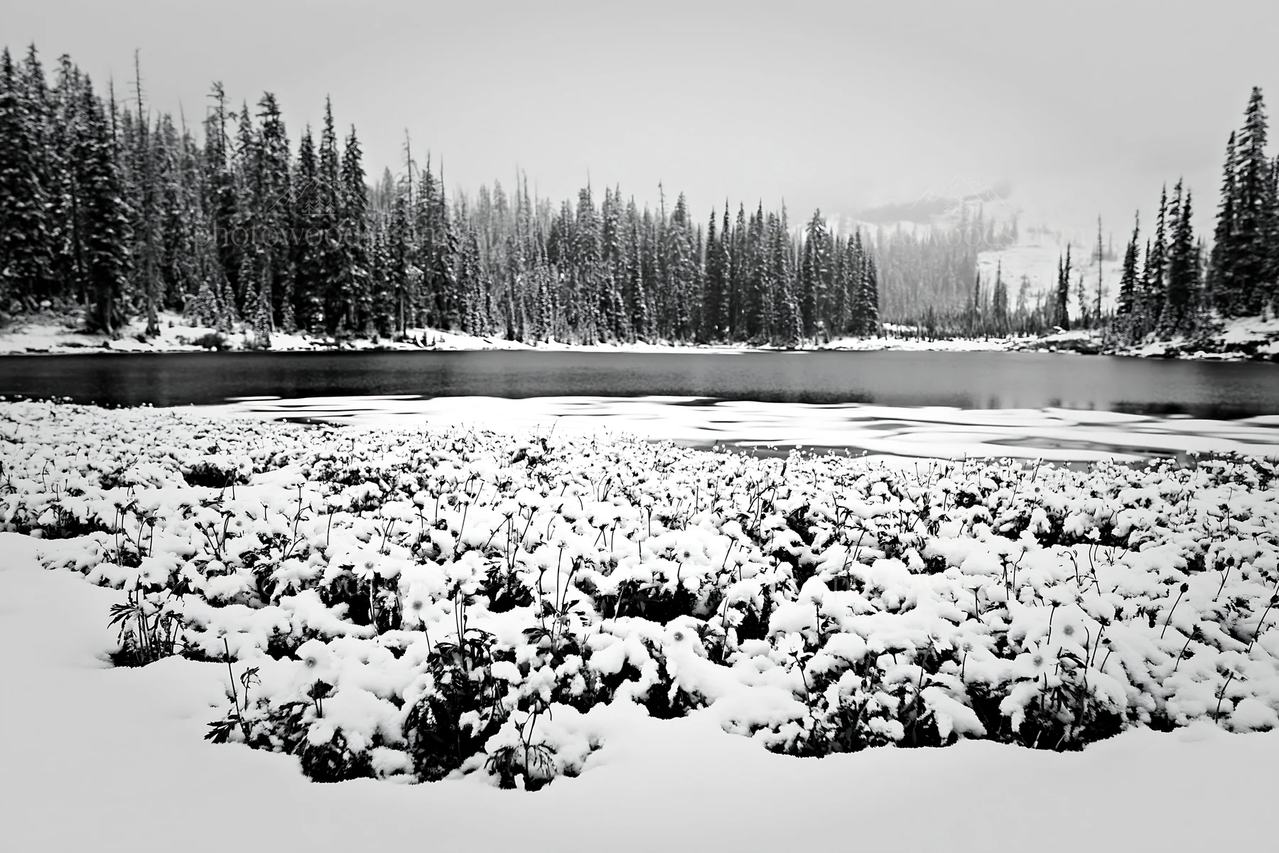 Frozen tarn meadow covered in snow - AI-generated stock image