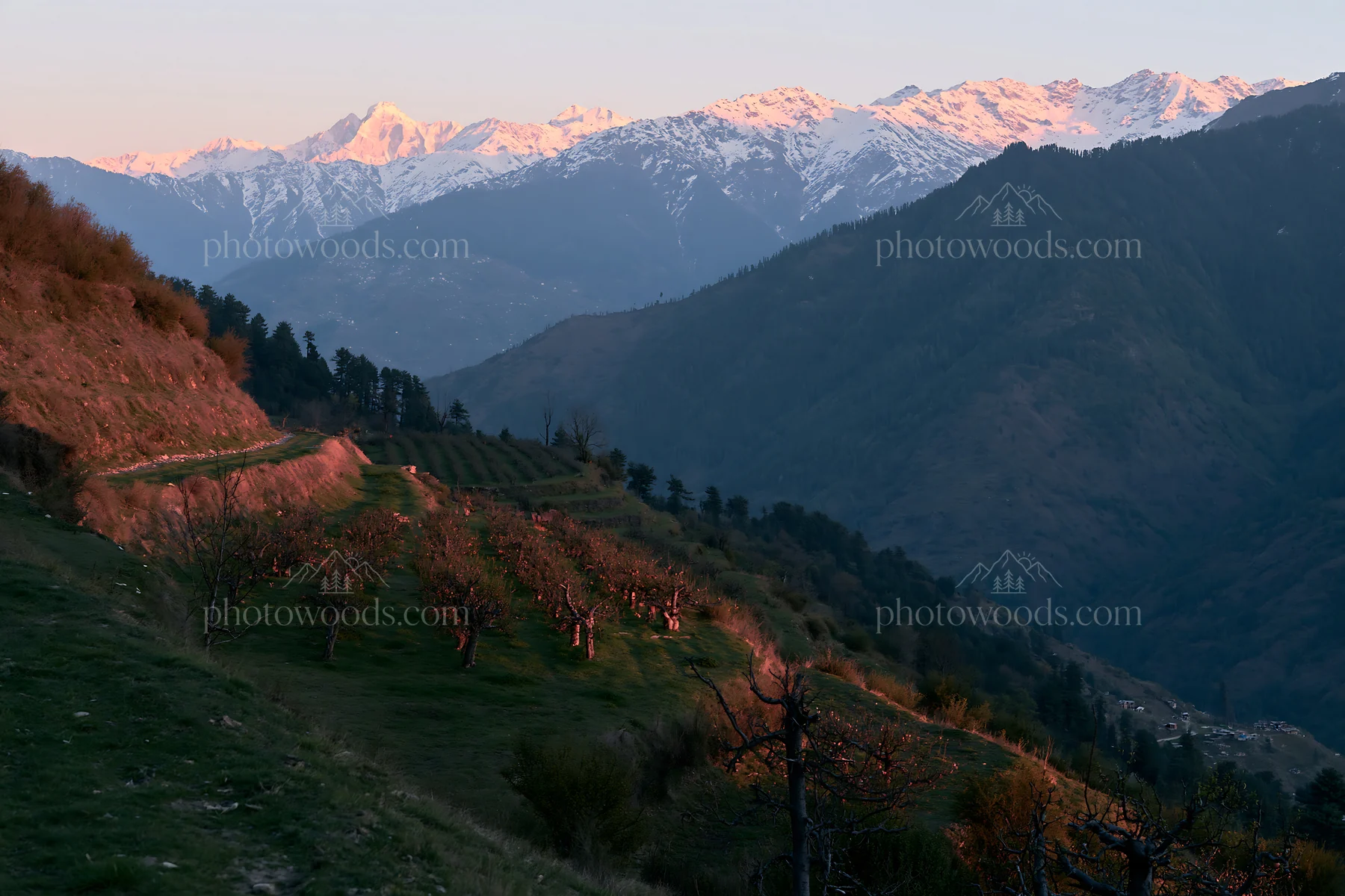 Sunset over apple meadow and mountain range - AI-generated stock image