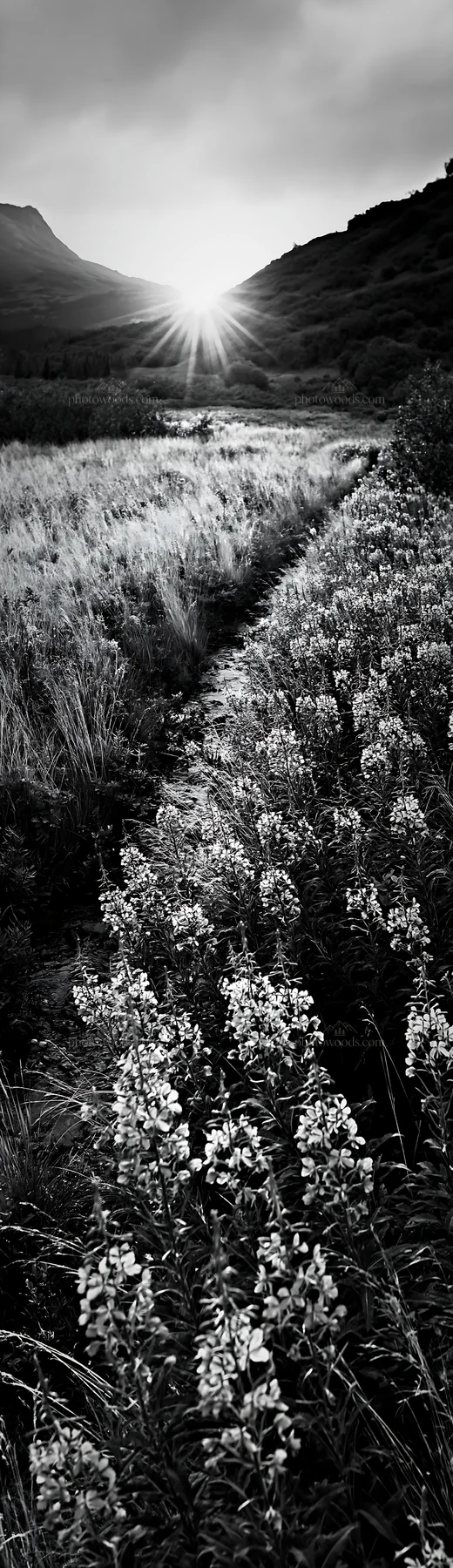 Black and white fireweed meadow sunset with flowers and a stream - AI-generated stock image