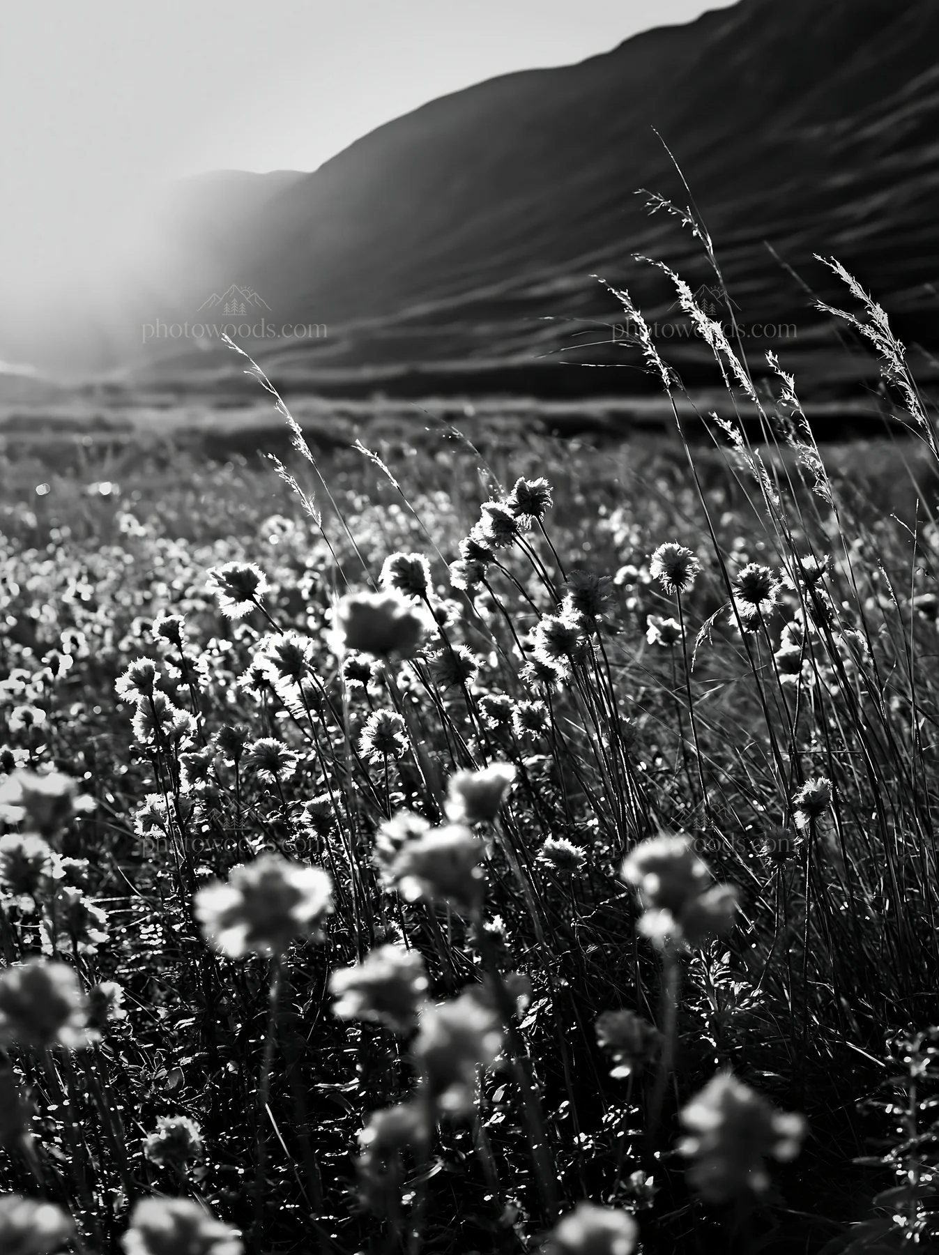 Meadow seedheads backlit at dusk in a black and white scene - AI-generated stock image