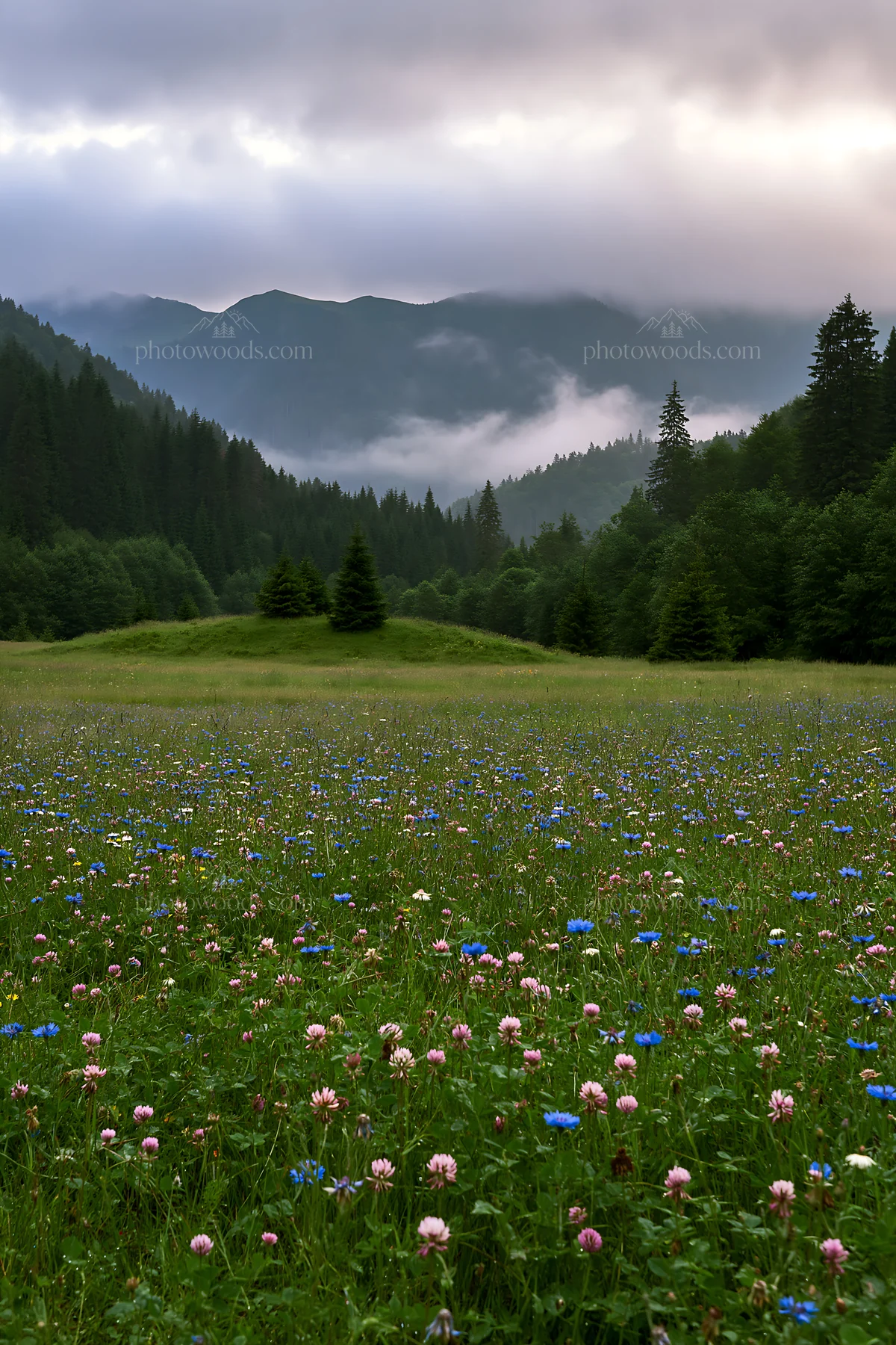 Clover cornflower meadow under a cloudy sky in the mountains - AI-generated stock image