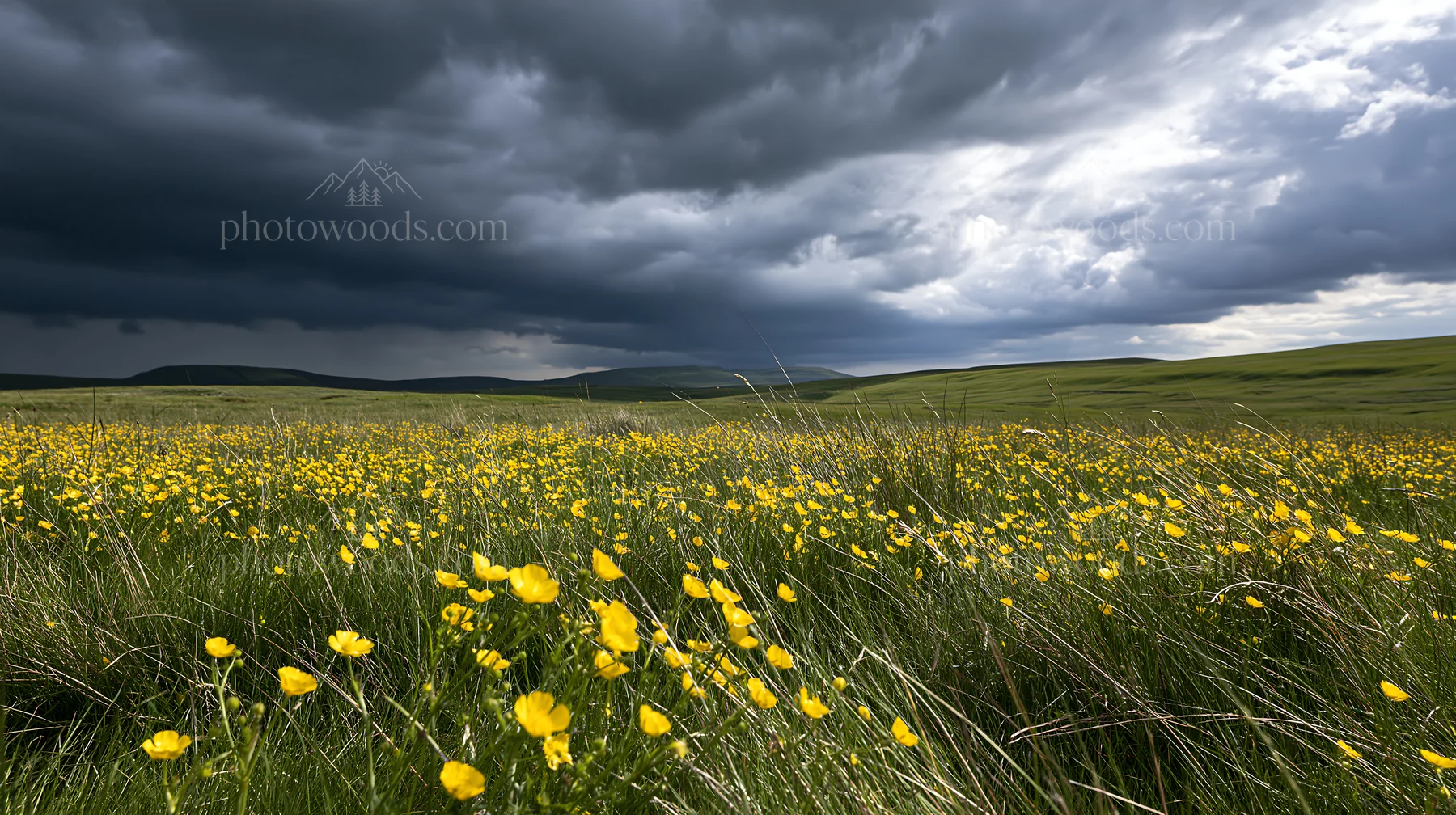 Buttercup meadow with dark clouds overhead - AI-generated stock image