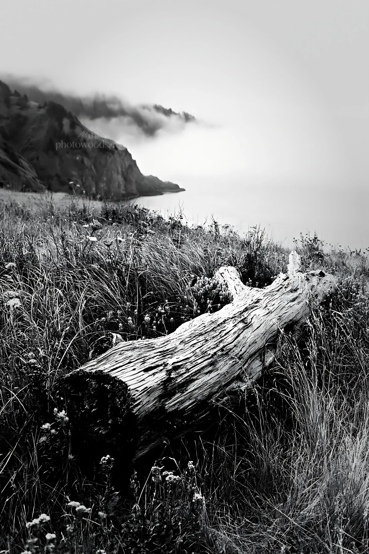 Weathered log in meadow near the coast with fog - AI-generated stock image