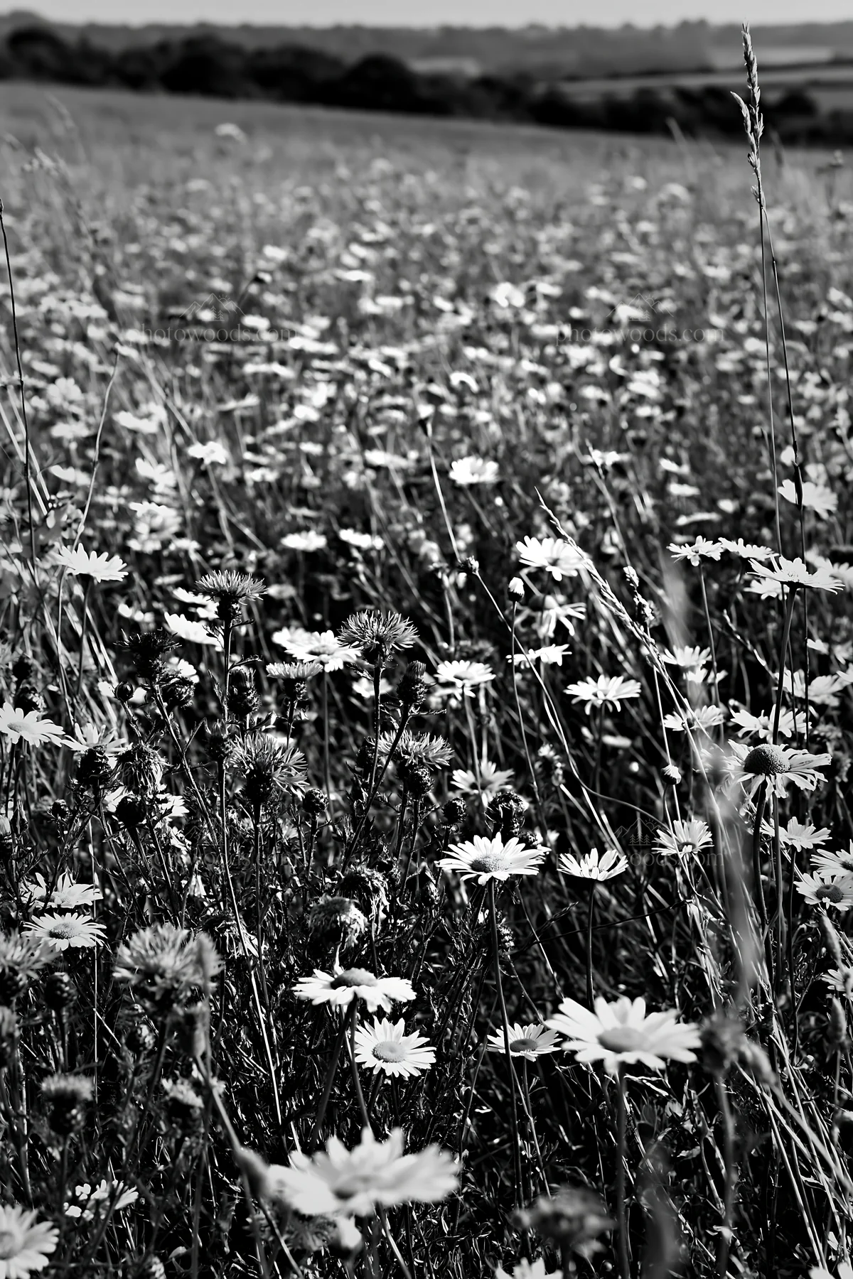 Black and white climate-resilient meadow filled with diverse wildflowers - AI-generated stock image