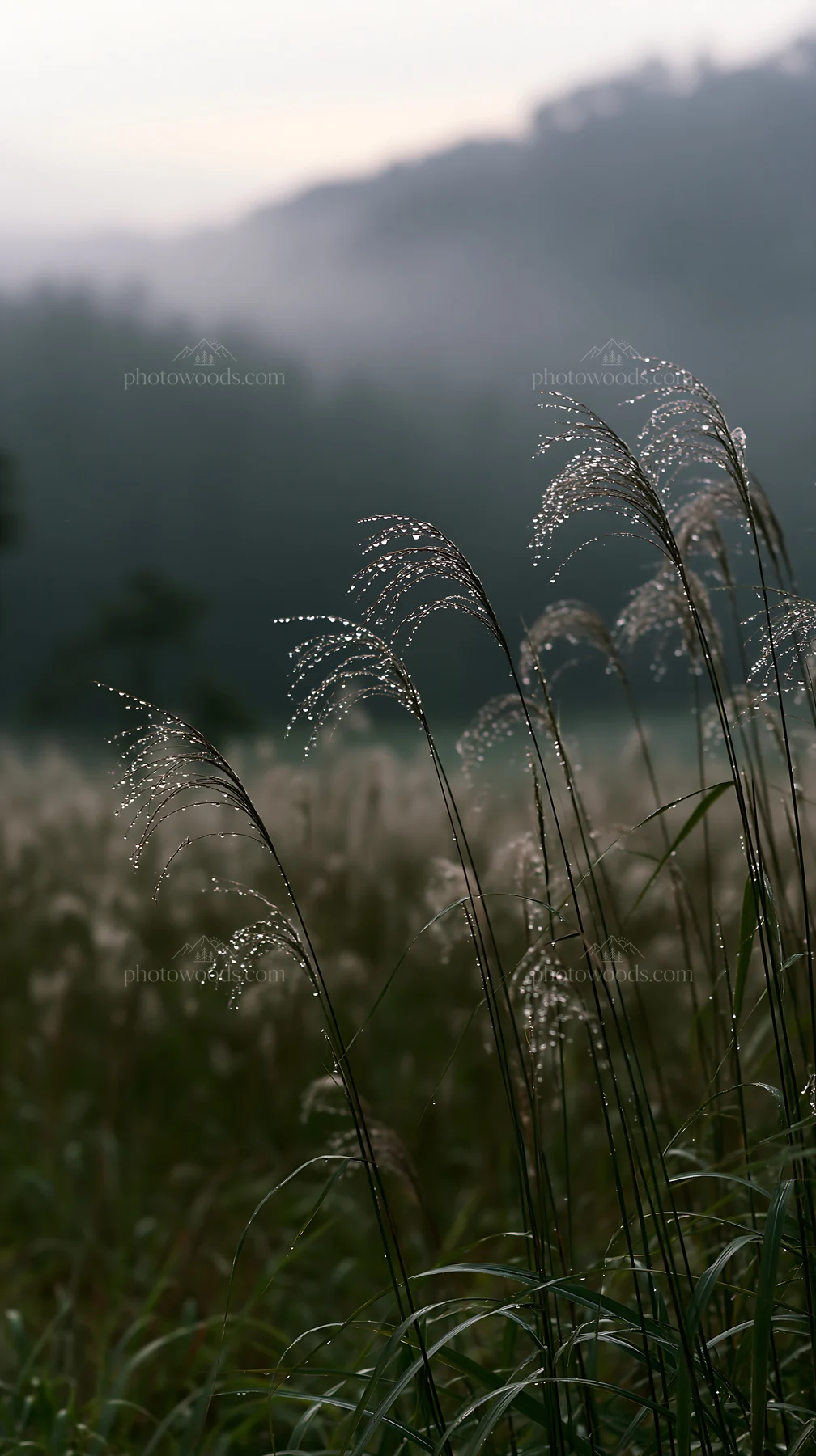 Fukui native grass meadow with rain droplets - AI-generated stock image