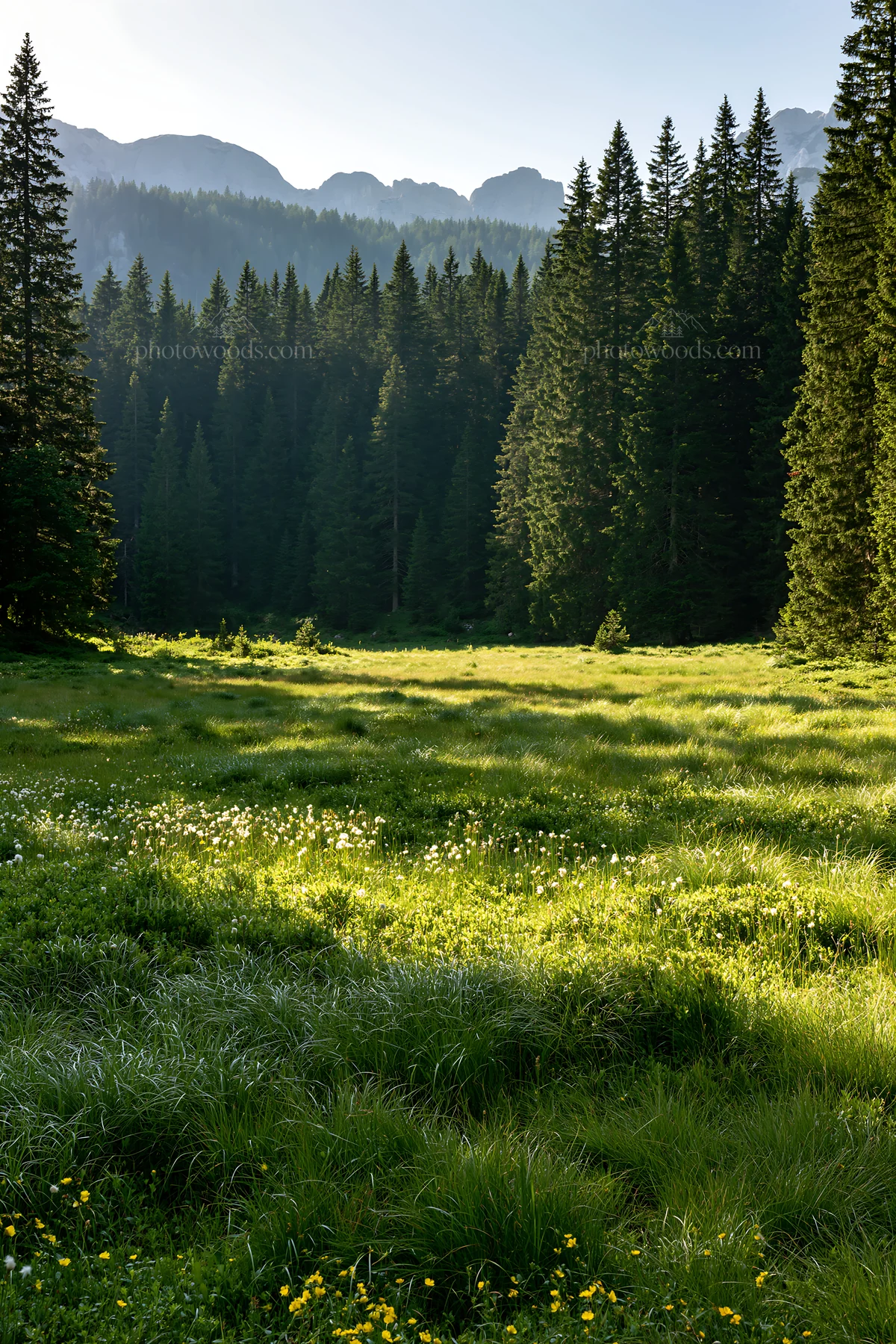 Biodiverse meadow with trees and mountains in the background - AI-generated stock image