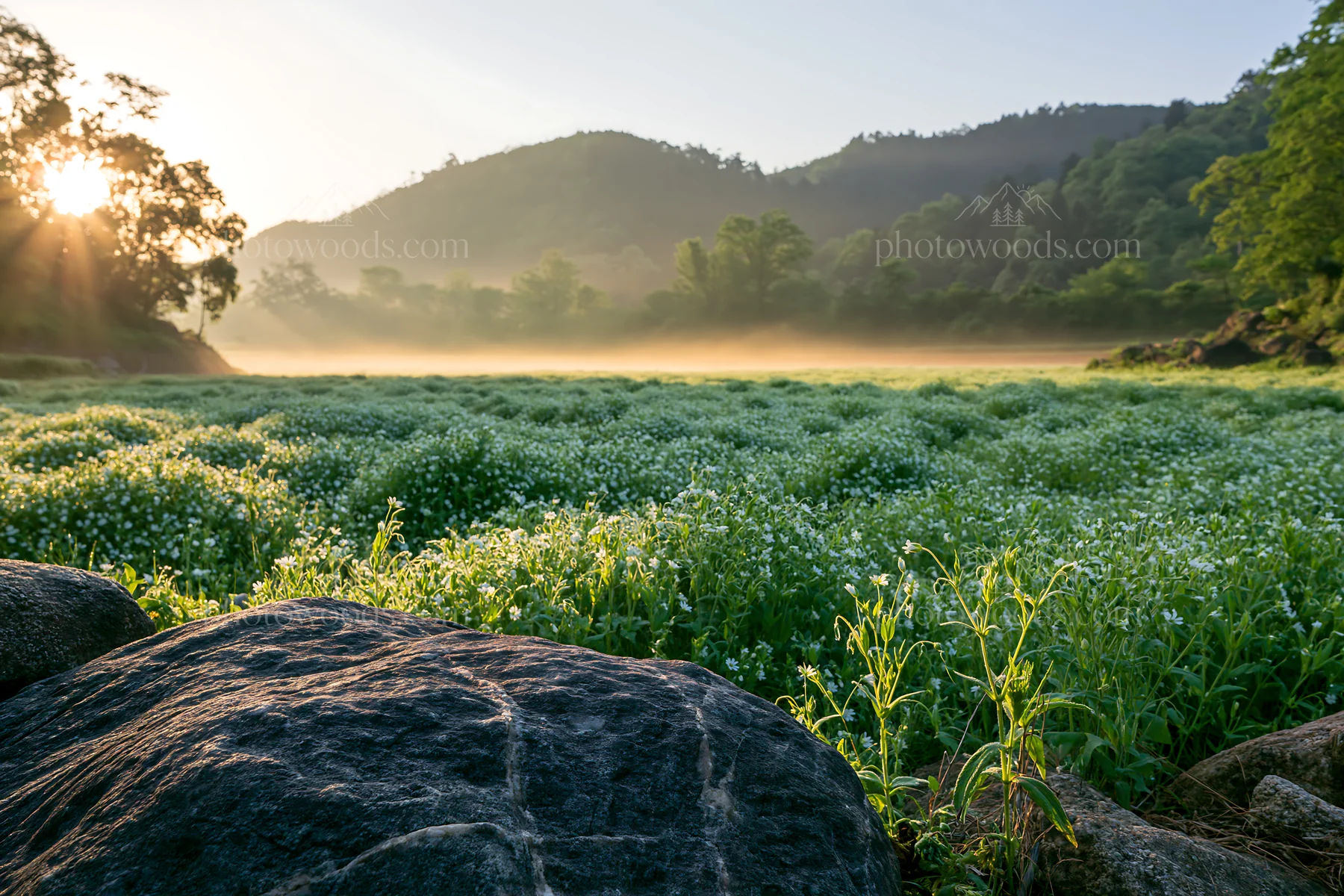 Kyoto spring wildflower meadow stone foreground - AI-generated stock image