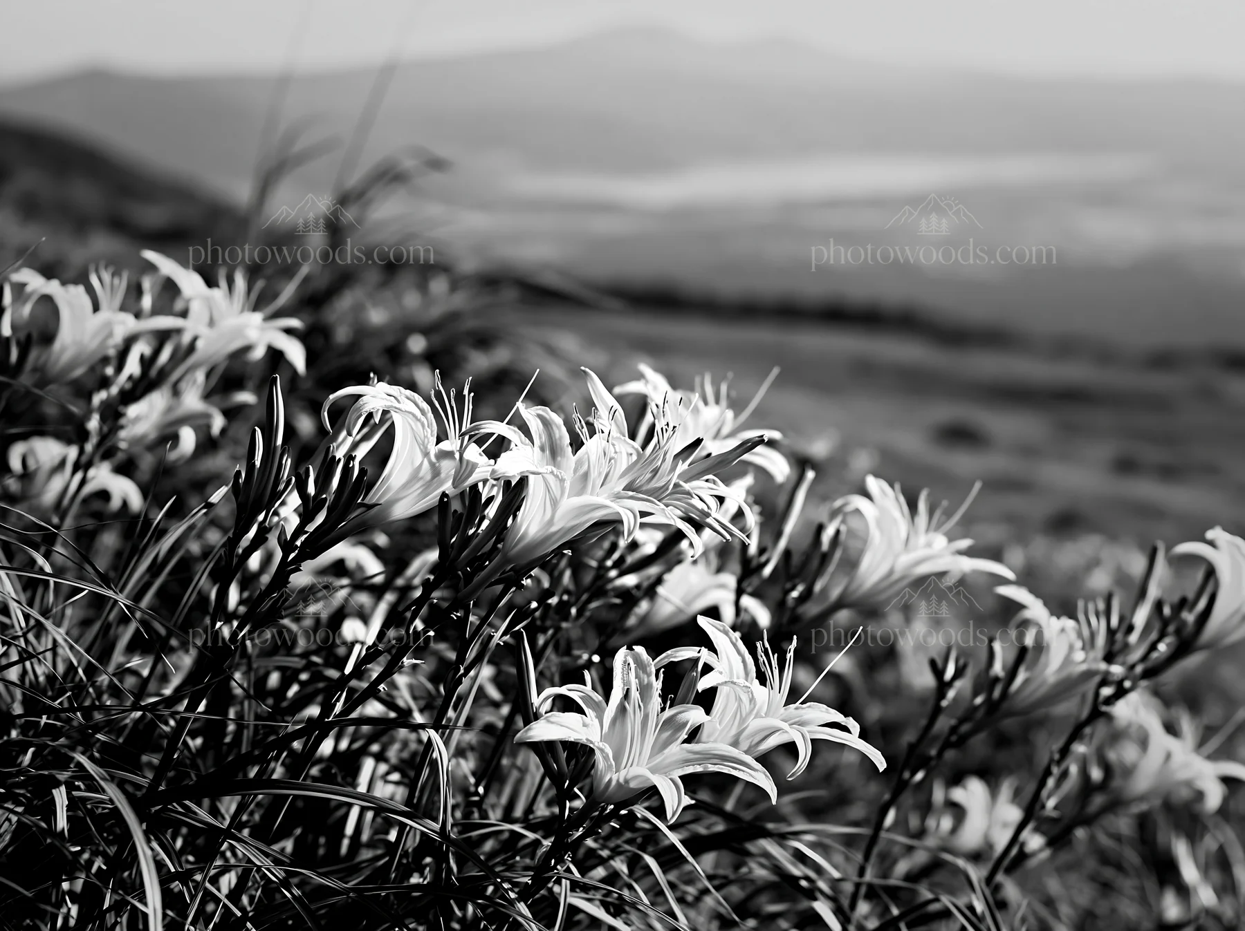 Kirigamine highland daylily meadow in black and white - AI-generated stock image