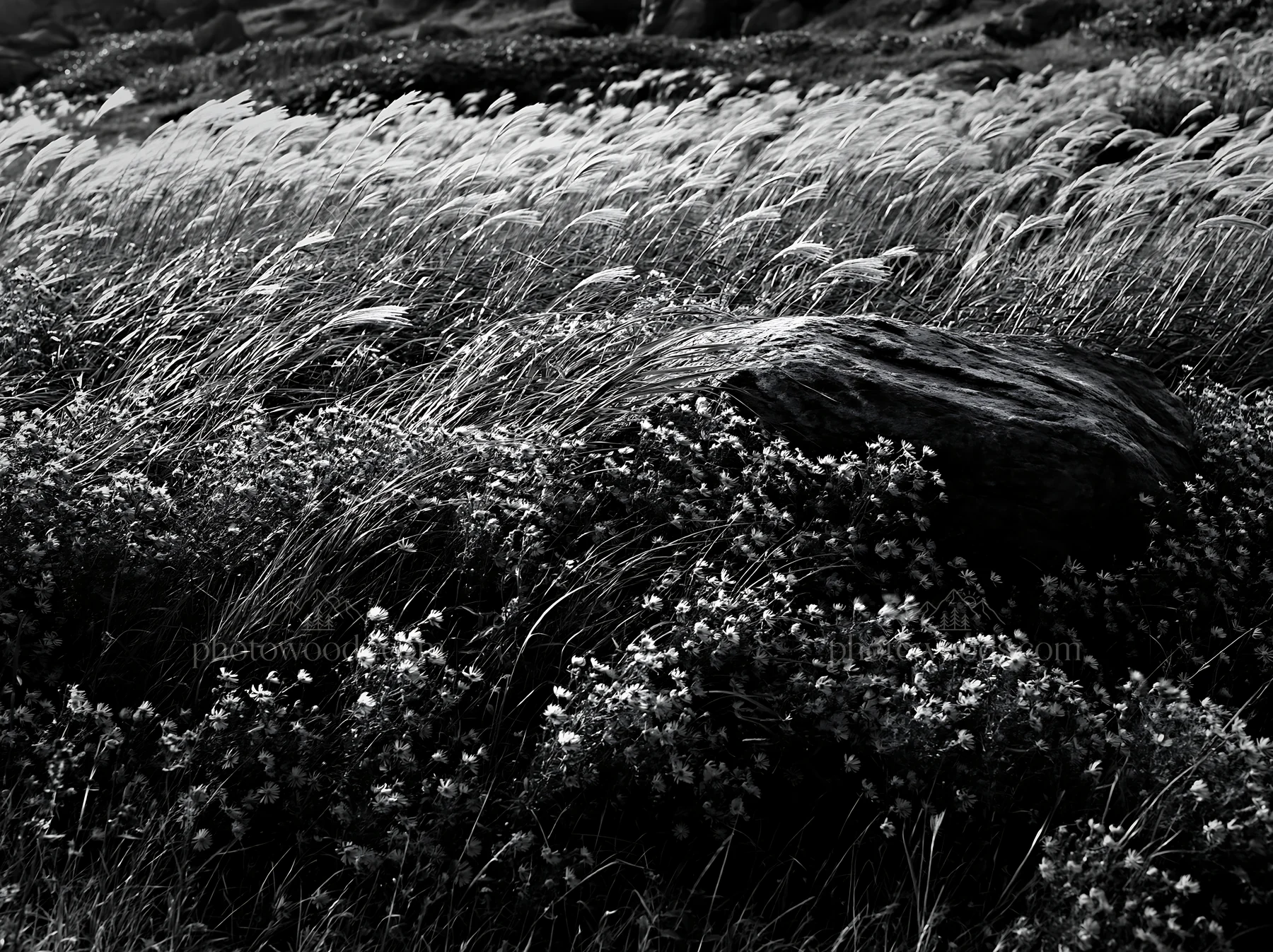Black and white aomori climate resilient meadow with boulder - AI-generated stock image