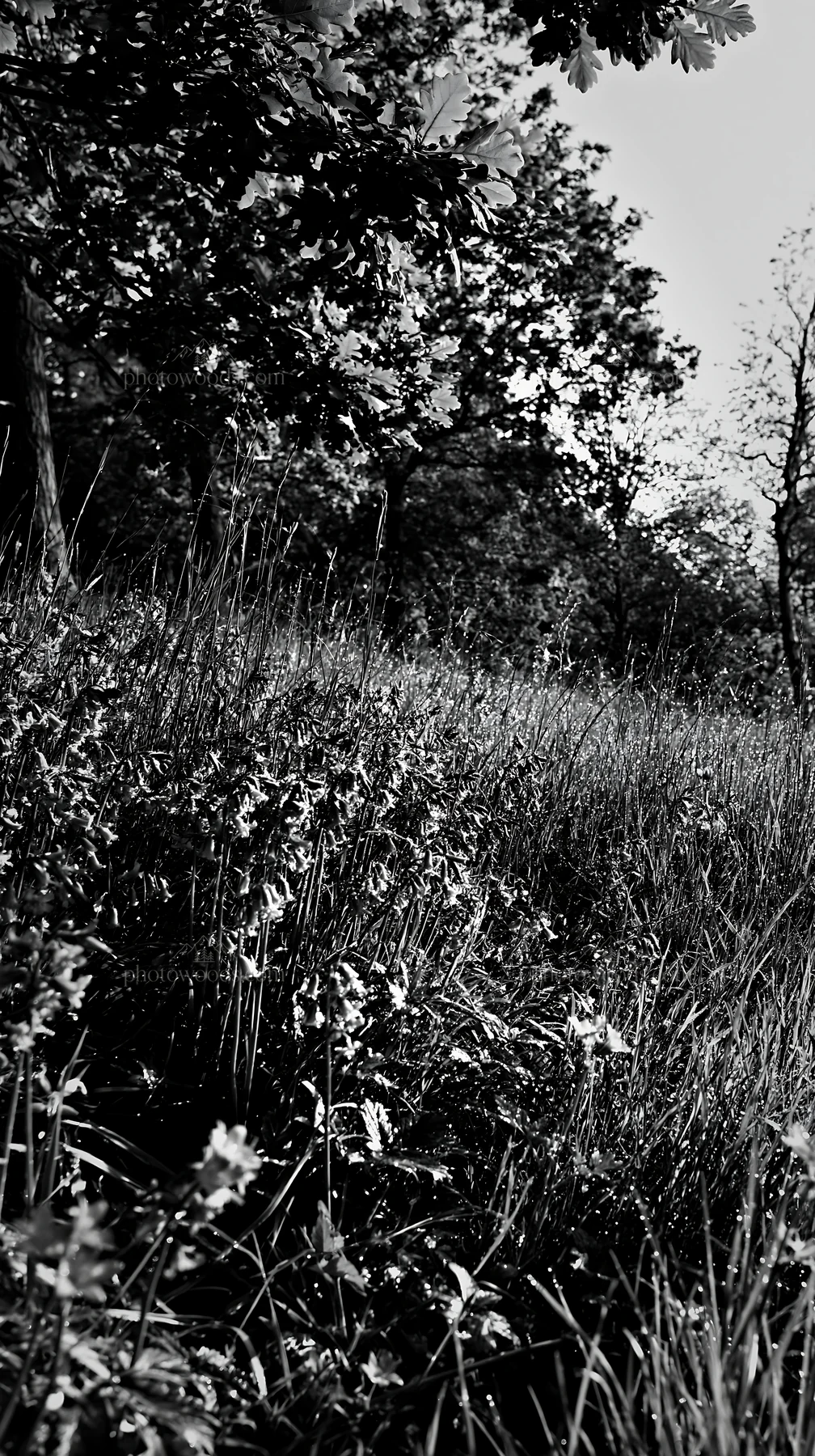 Forest edge meadow with wildflowers in black and white - AI-generated stock image