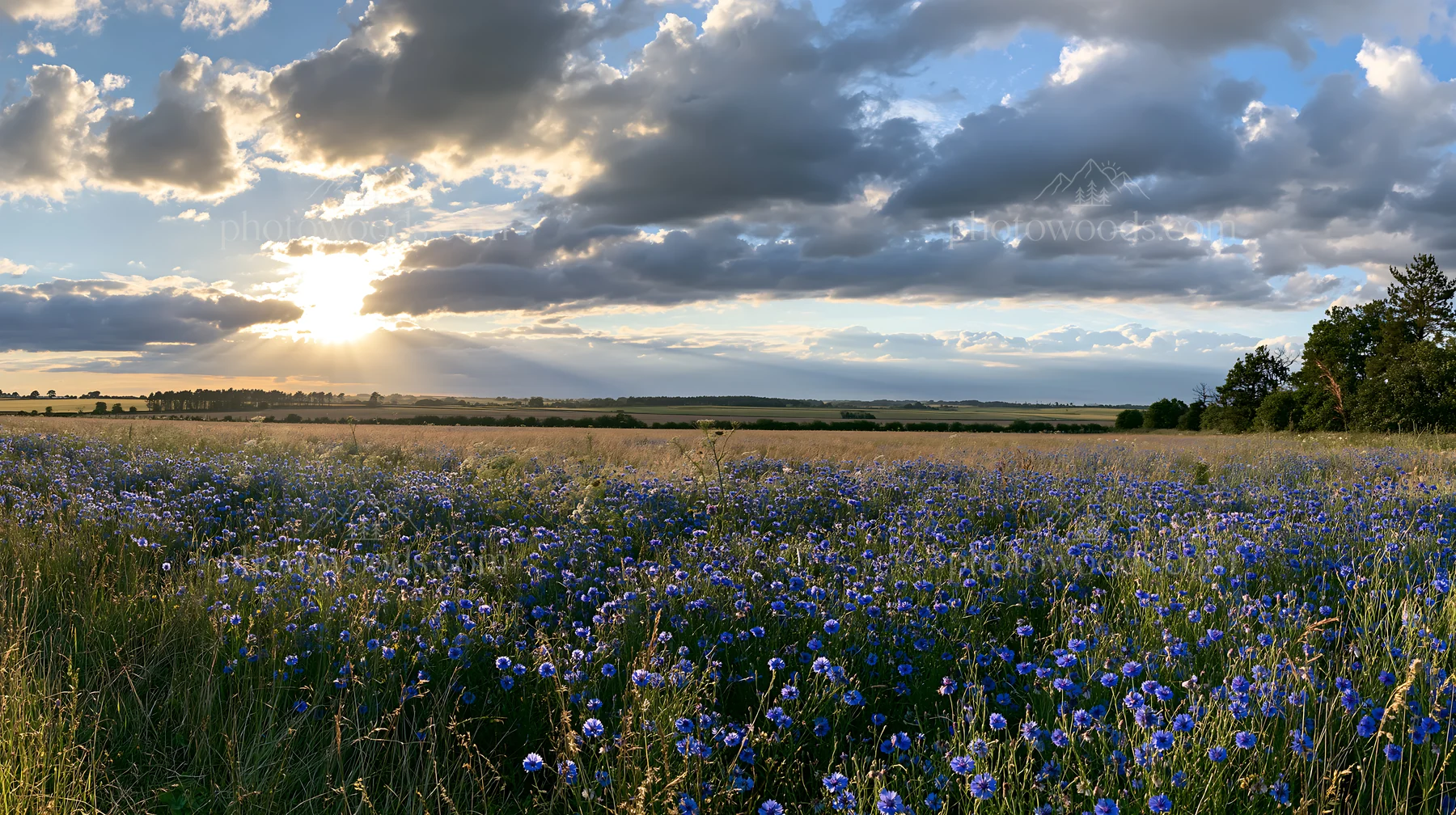Cornflower meadow during sunset with scattered clouds - AI-generated stock image