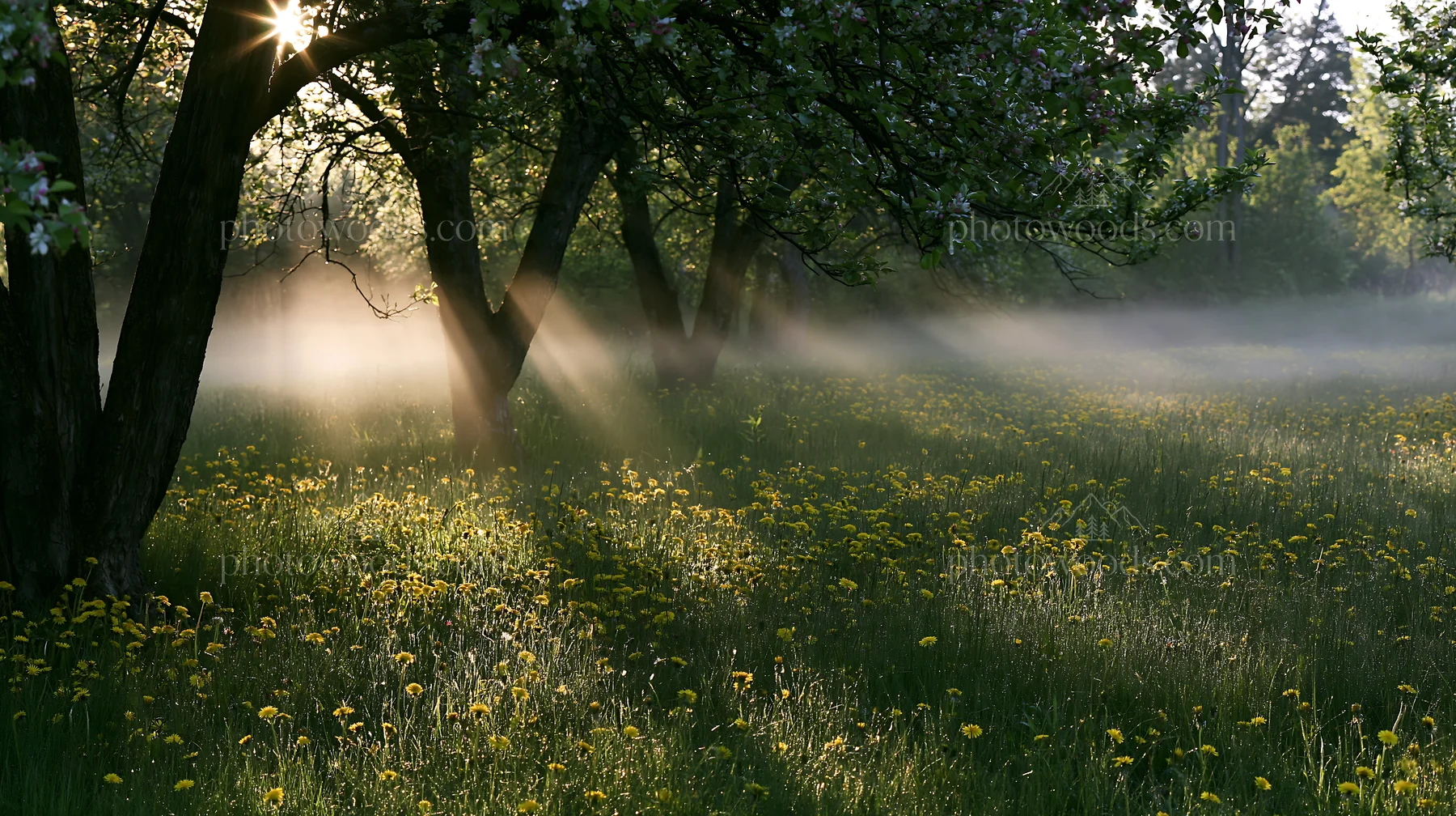 Dandelions in an orchard meadow at sunset - AI-generated stock image