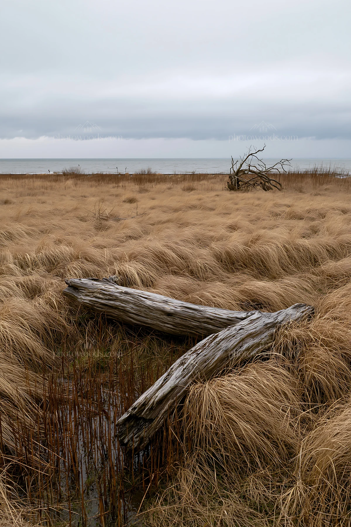 Ishikawa coastal meadow storm washed driftwood among grass - AI-generated stock image