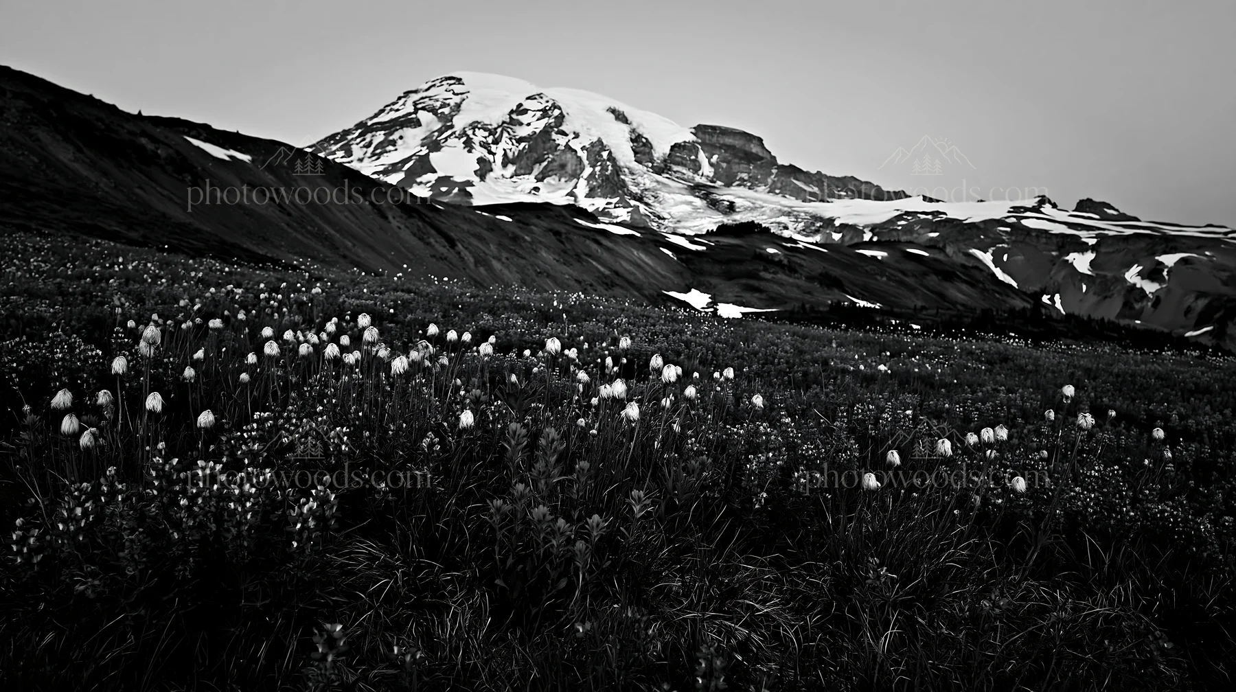 Lupine meadow at Mount Rainier with snow-capped mountain - AI-generated stock image