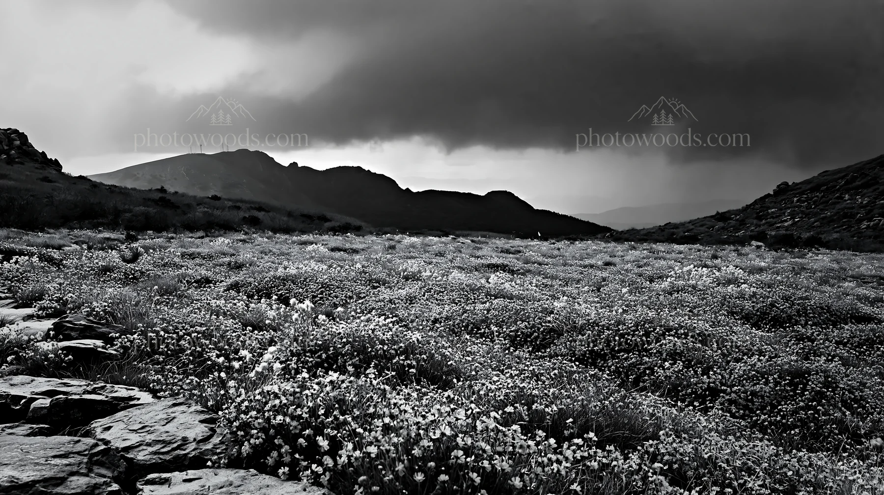 Black and white kyoto spring wildflower meadow stone foreground - AI-generated stock image
