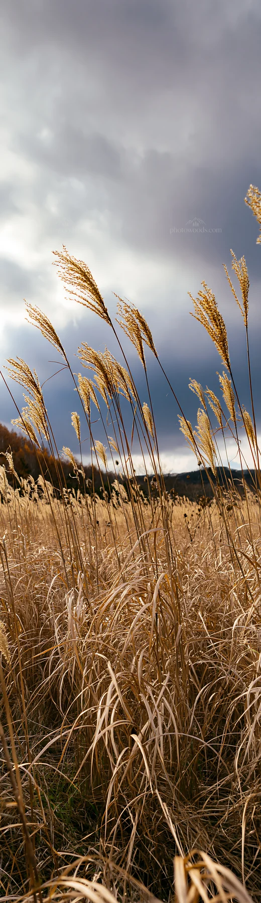 Hokkaido silver grass meadow with seedheads under cloudy sky - AI-generated stock image