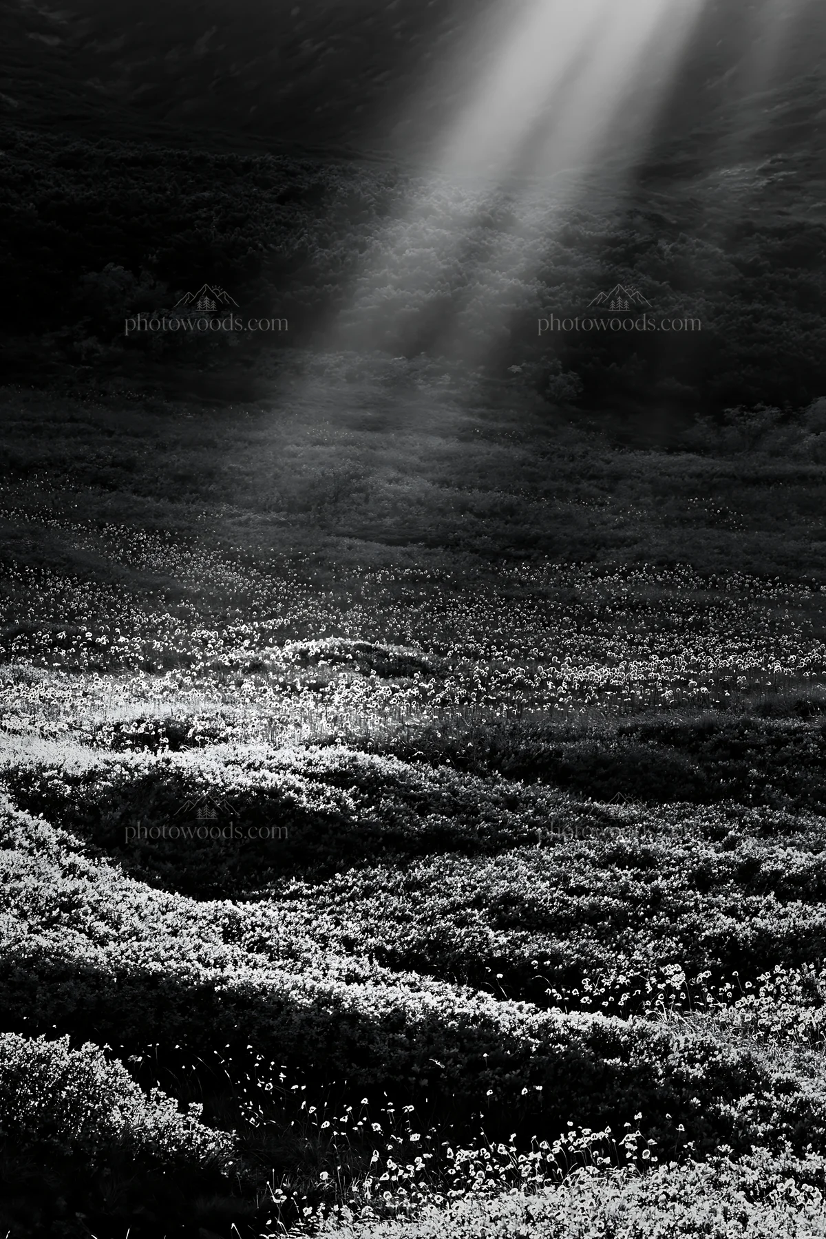 Daisetsuzan alpine meadow with light rays shining down - AI-generated stock image